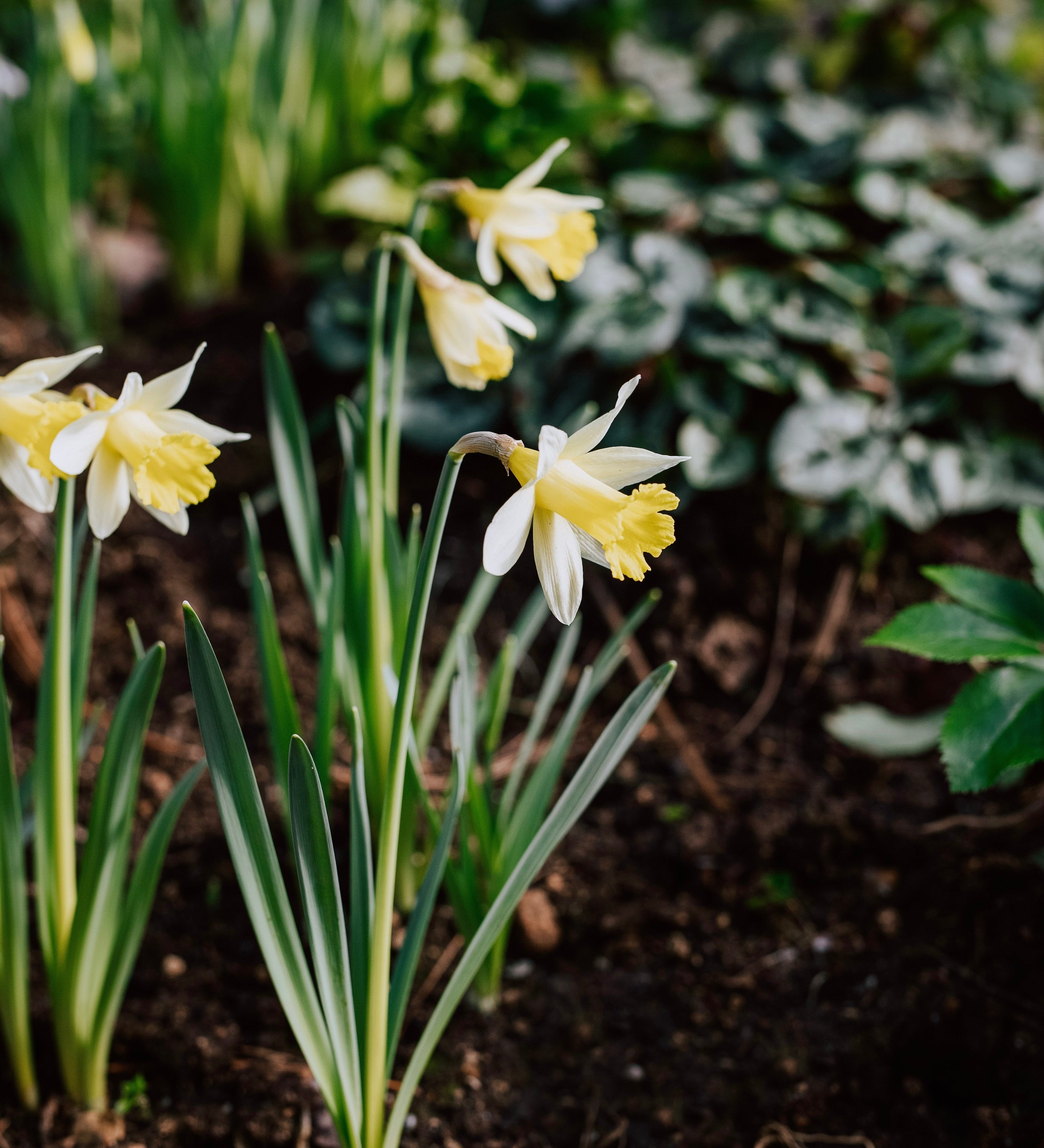 Narcis 'Topolino' BIO