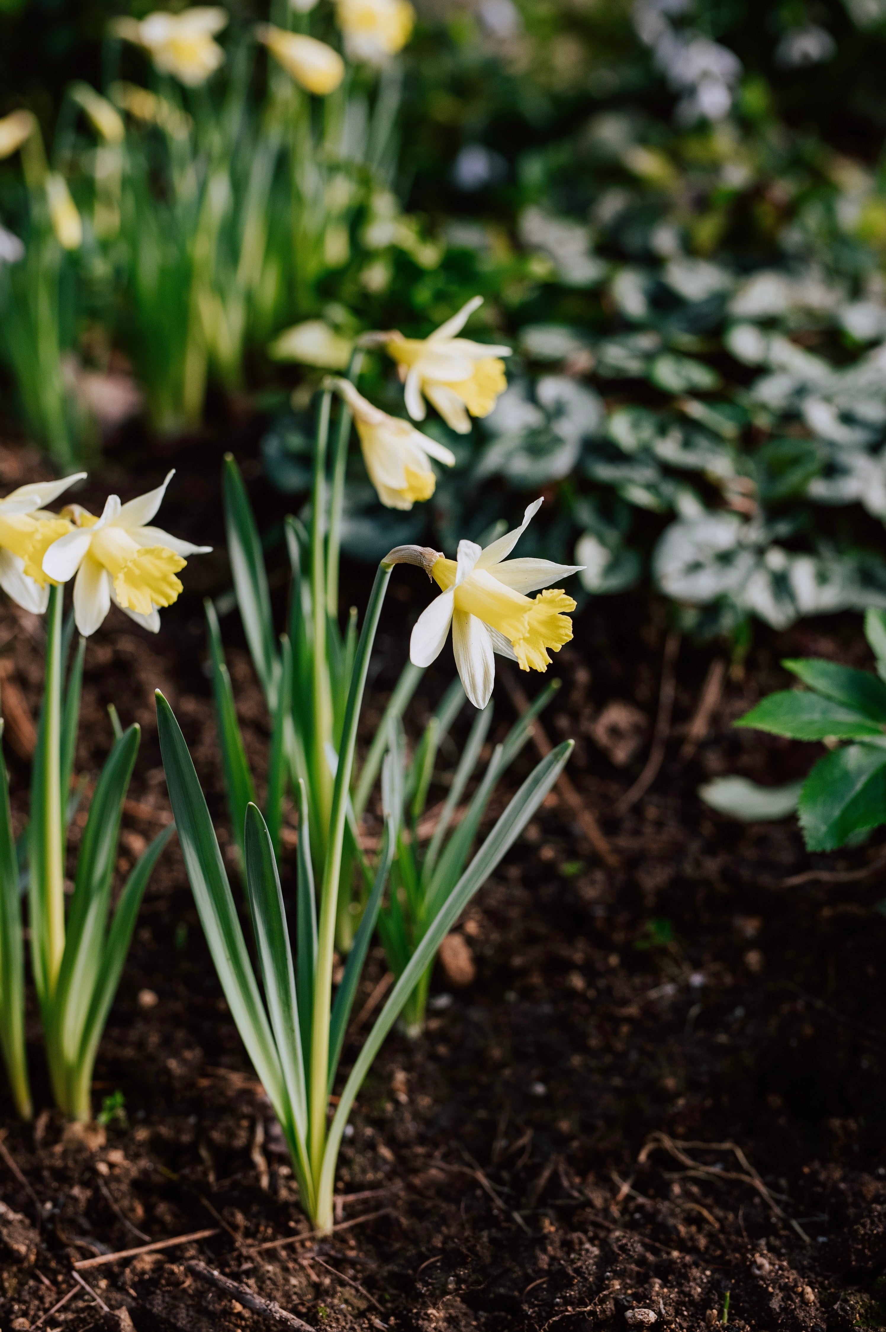 Narcis 'Topolino' BIO