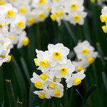 Narcis 'Avalanche'