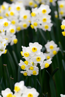 Narcis 'Avalanche'
