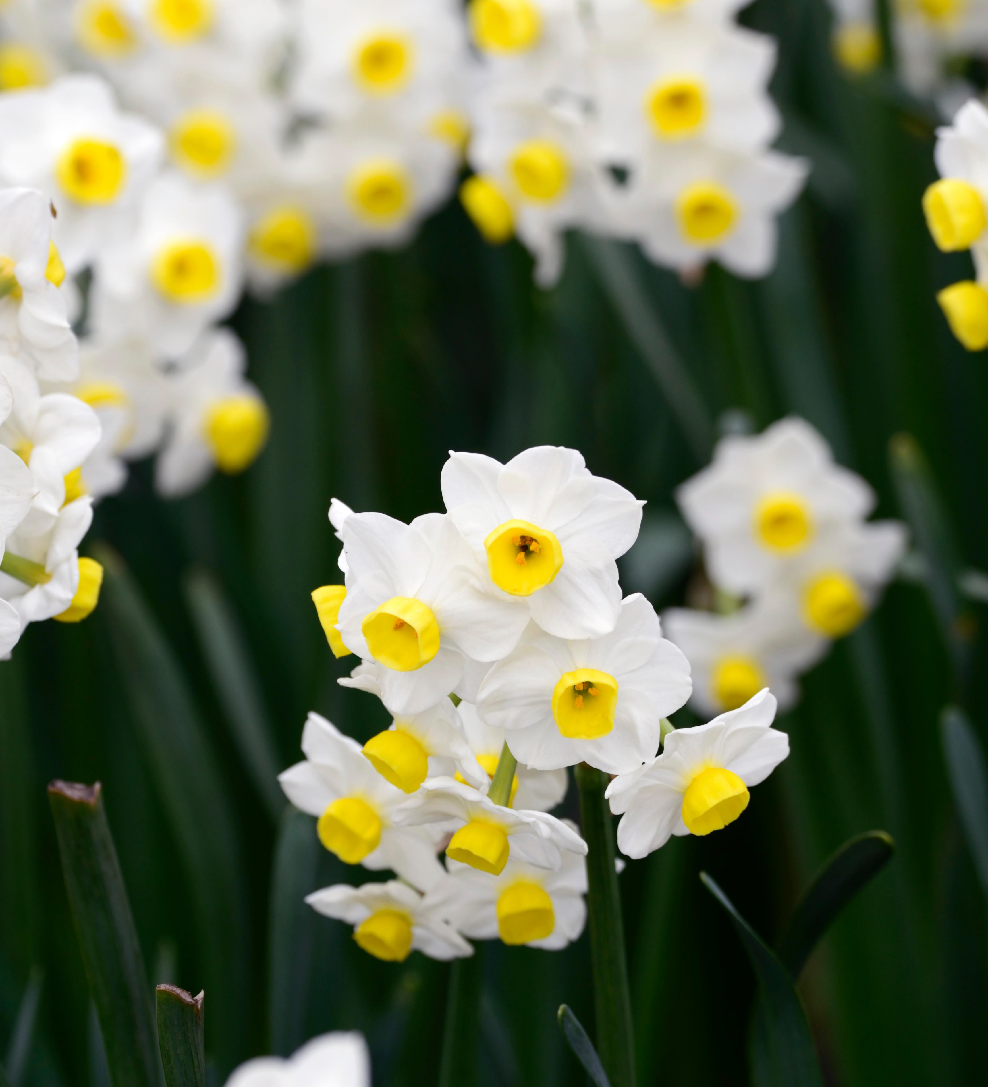 Narcis 'Avalanche'