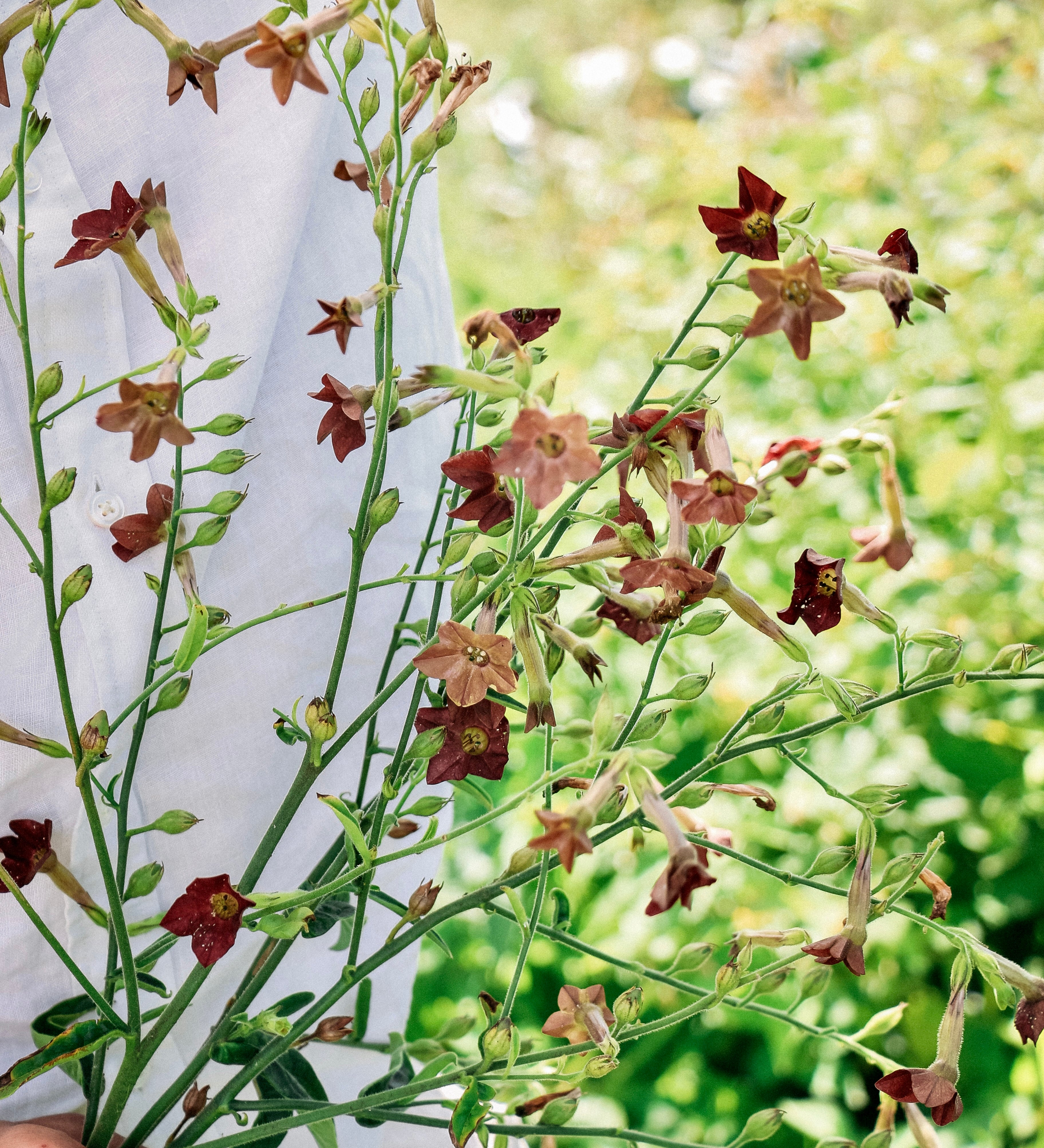 Nicotiana langsdorfii 'bronze queen'-Angelo