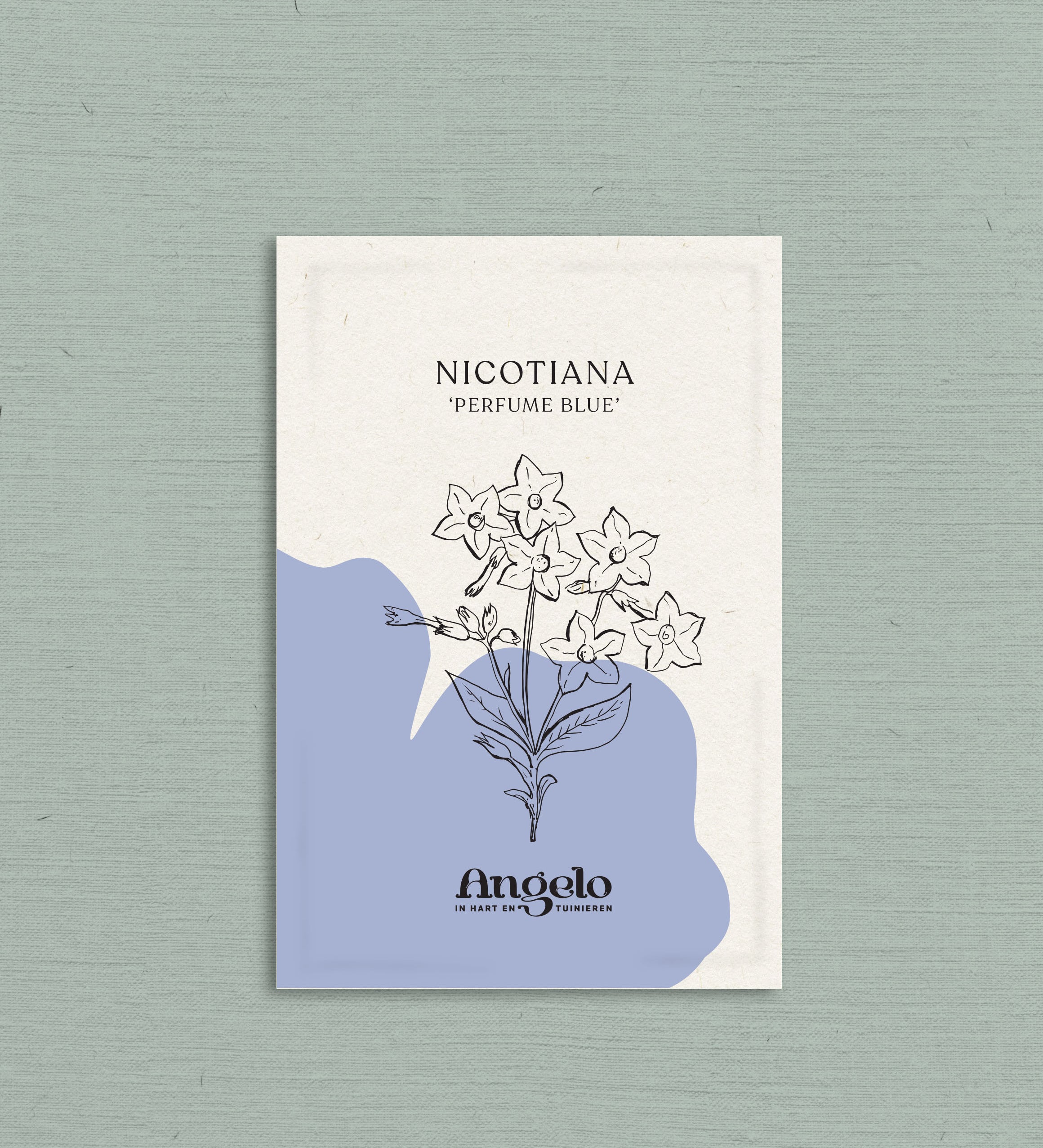 Nicotiana 'perfume blue'-Angelo
