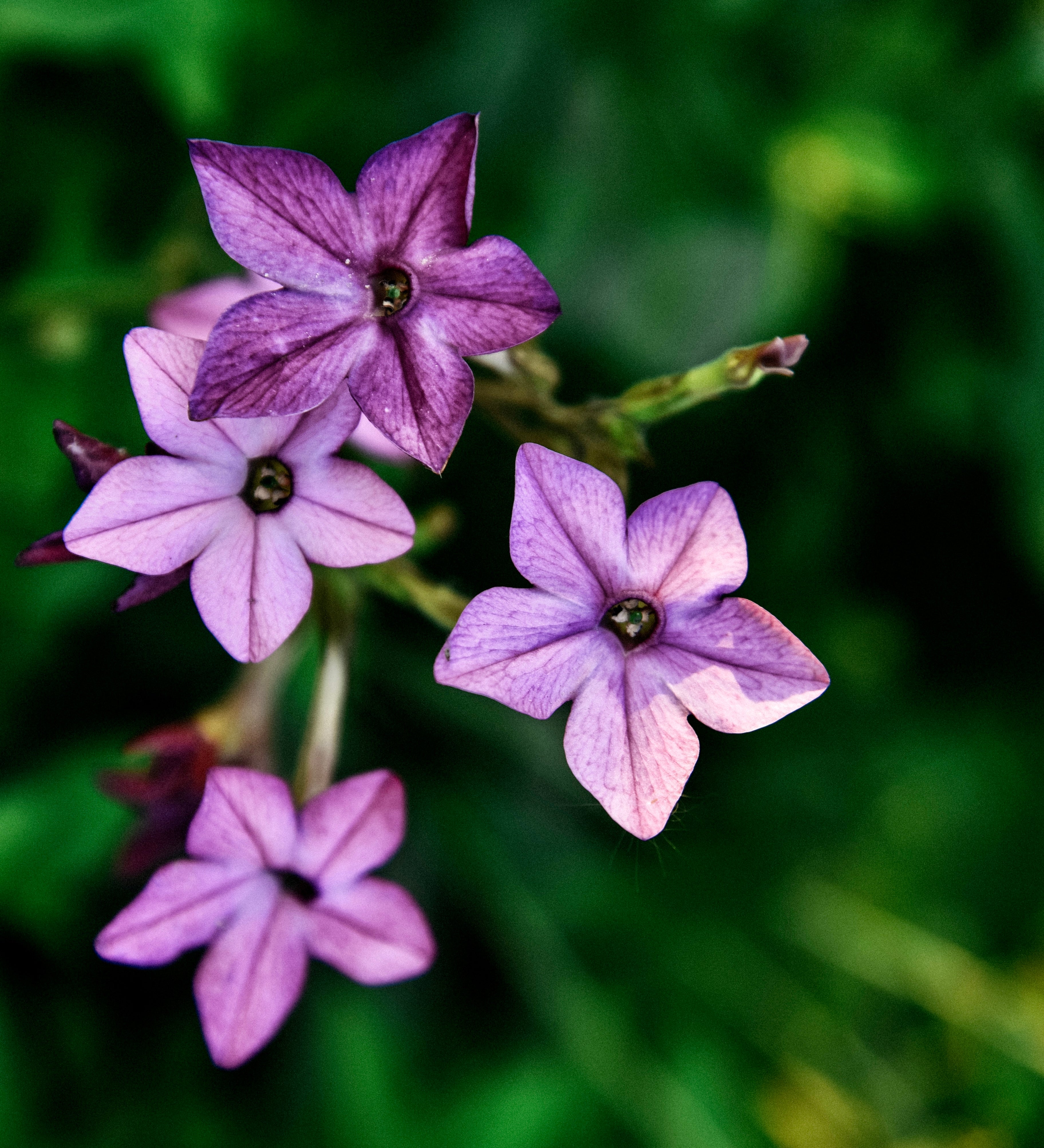 Nicotiana 'perfume blue'-Angelo