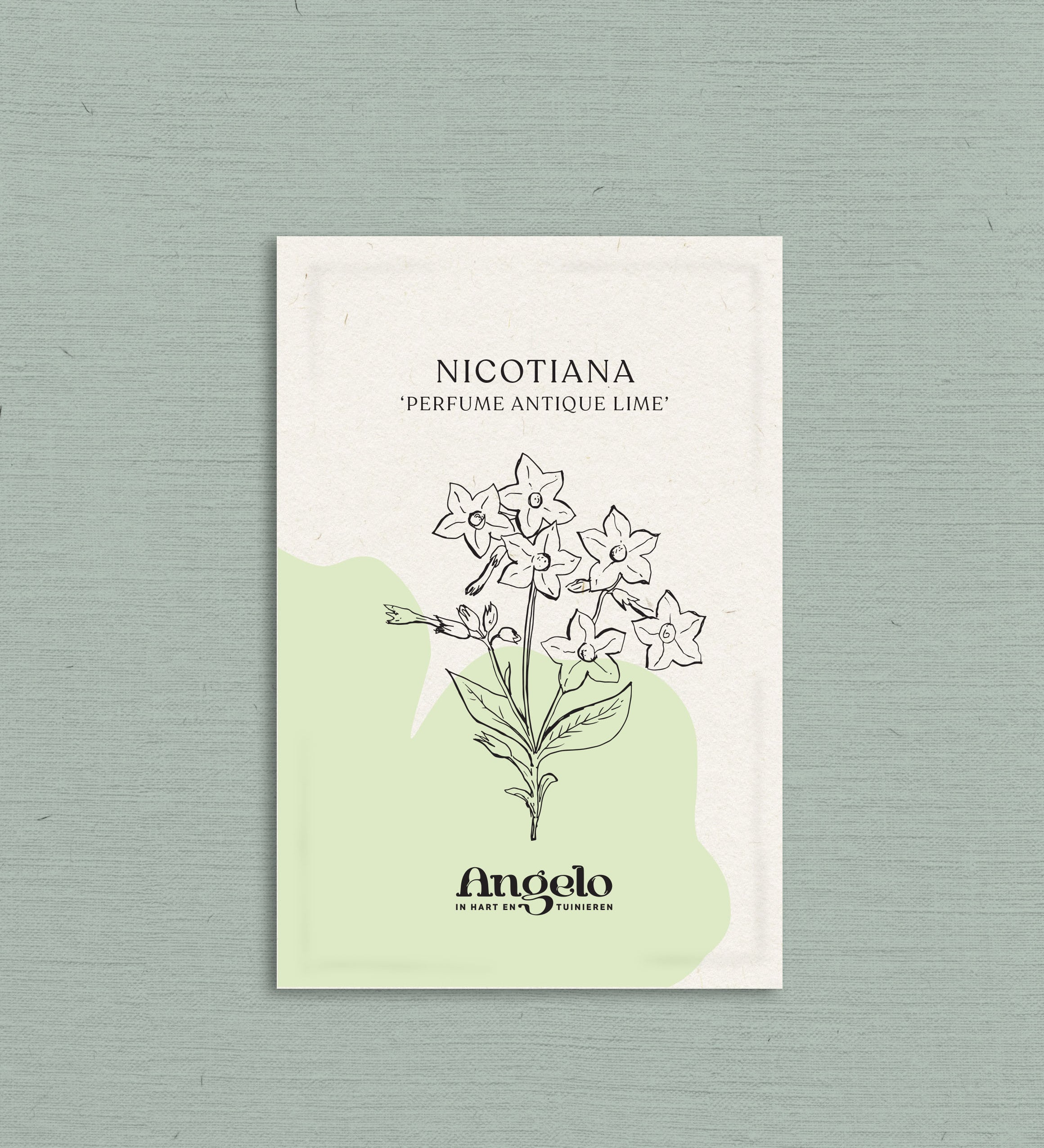 Nicotiana sanderae 'perfume antique lime'-Angelo