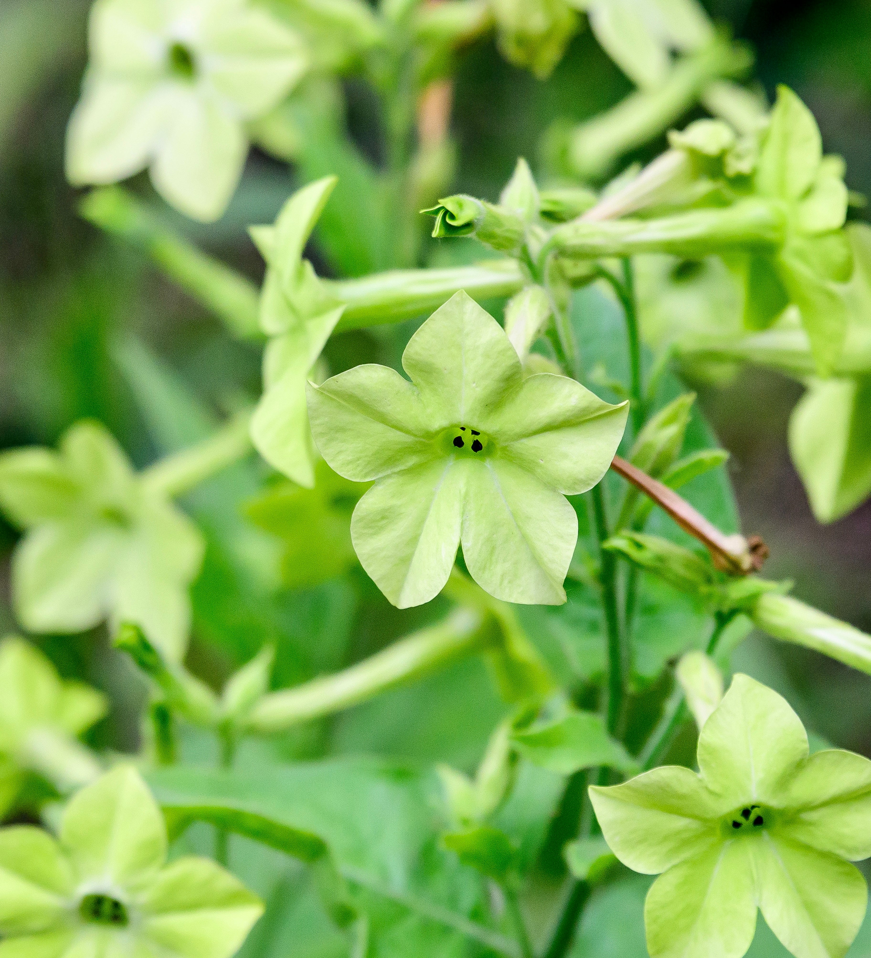 Nicotiana sanderae 'perfume antique lime'-Angelo