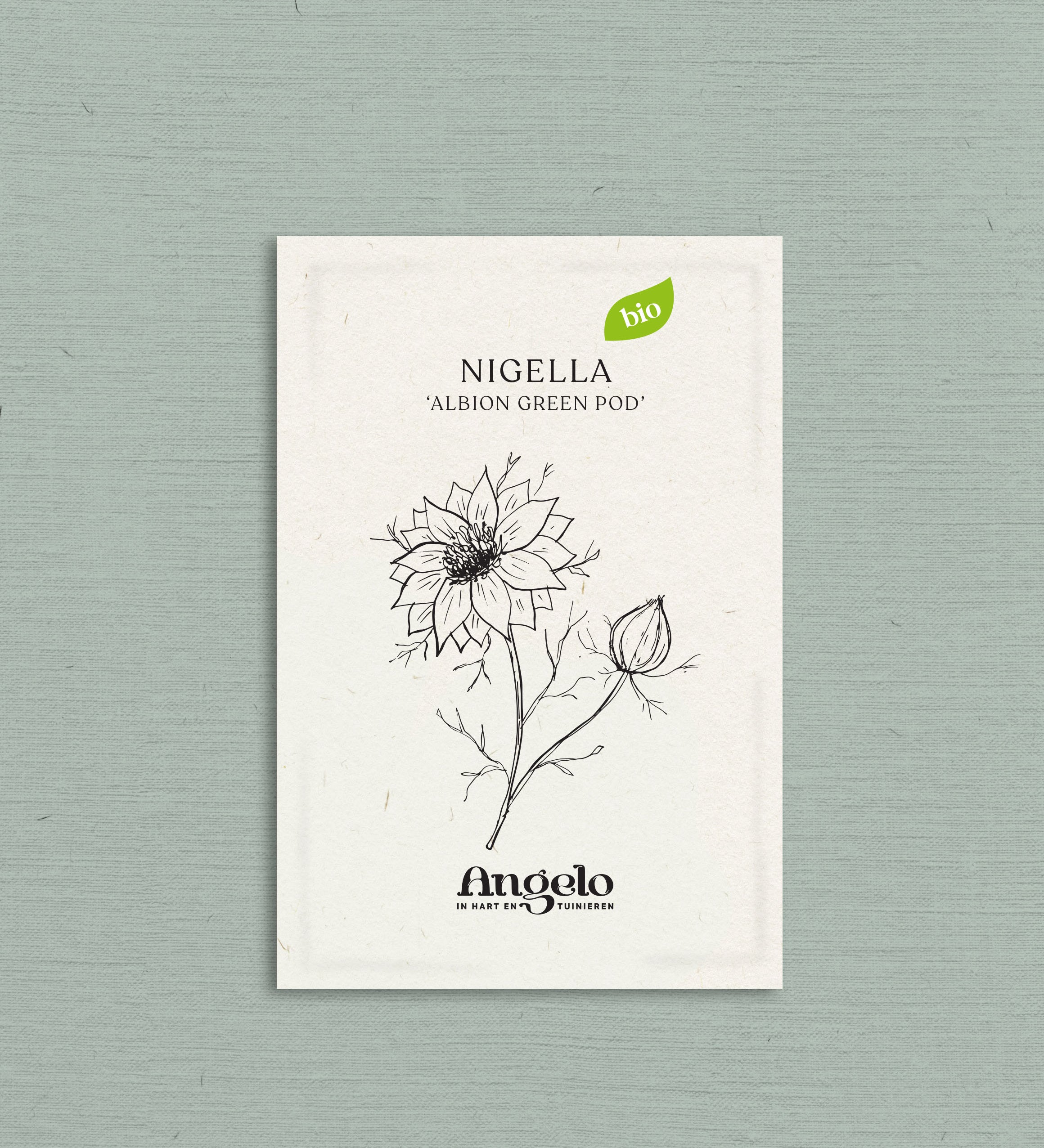 Nigella damascena 'albion green pod'-Angelo