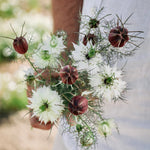 Nigella damascena 'albion green pod'-Angelo