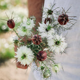Nigella damascena 'albion green pod'-Angelo