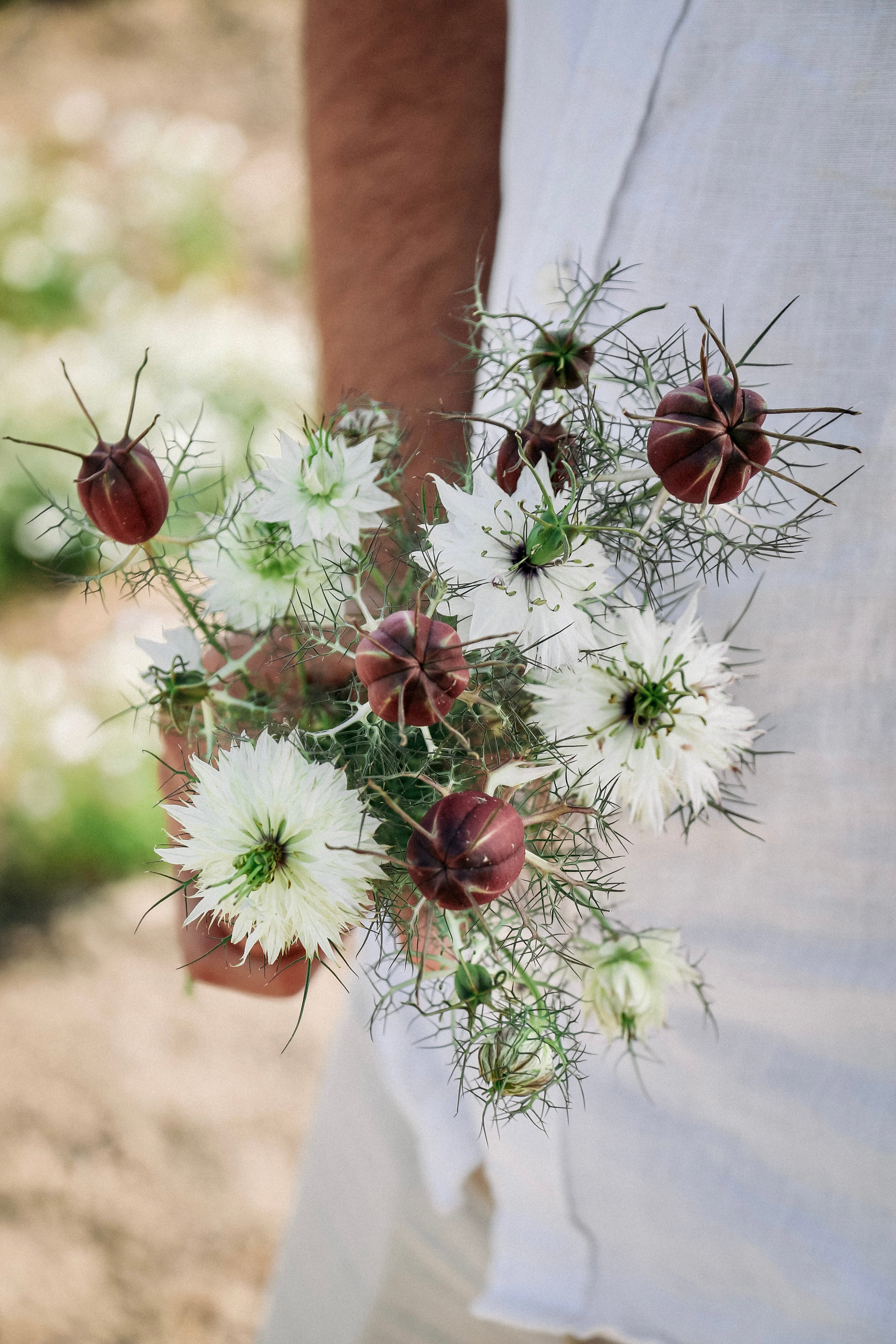 Nigella damascena &