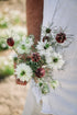 Nigella damascena &