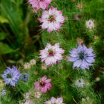 Nigella damascena 'Miss Jekyll Mixture'-Angelo