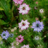 Nigella damascena 'Miss Jekyll Mixture'-Angelo