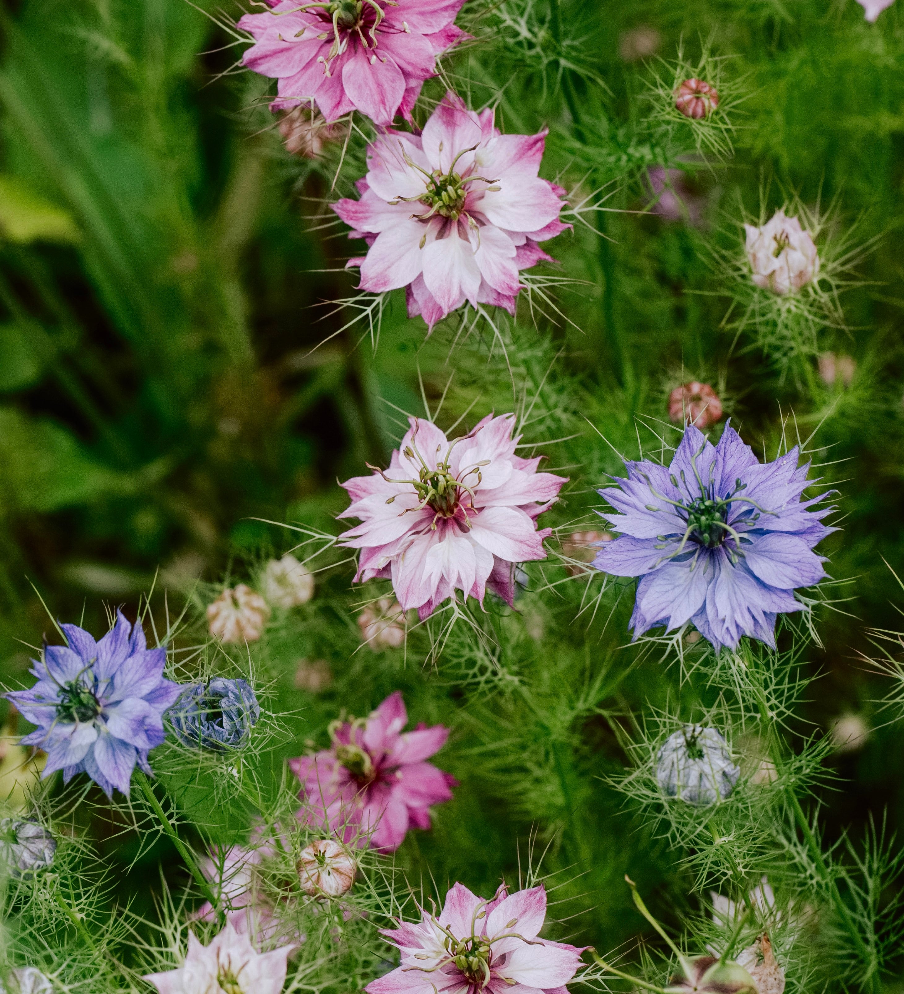 Nigella damascena 'Miss Jekyll Mixture'-Angelo