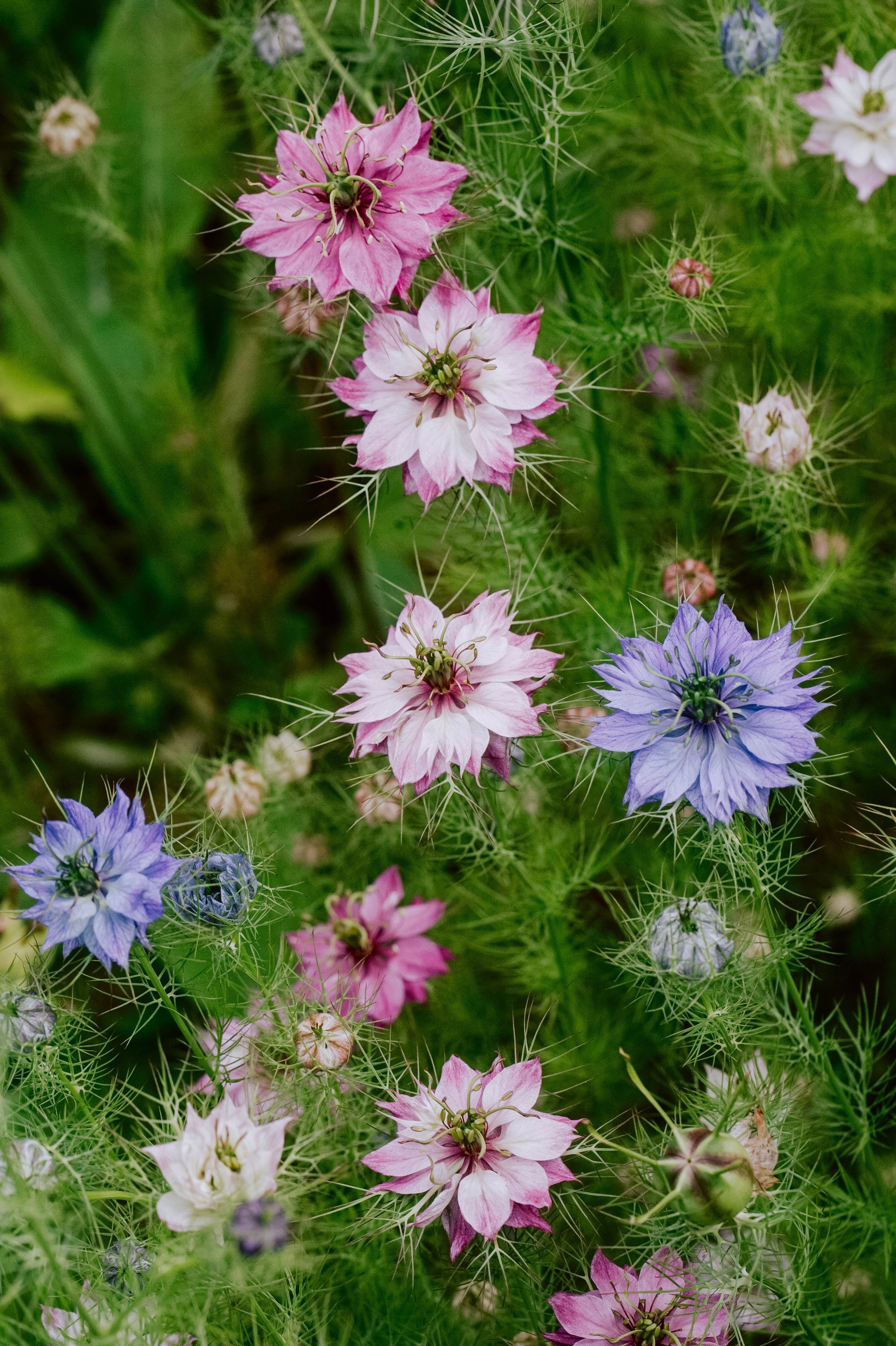 Nigella damascena &