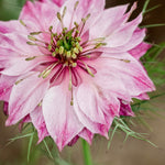 Nigella damascena 'miss jekyll rose'-Angelo