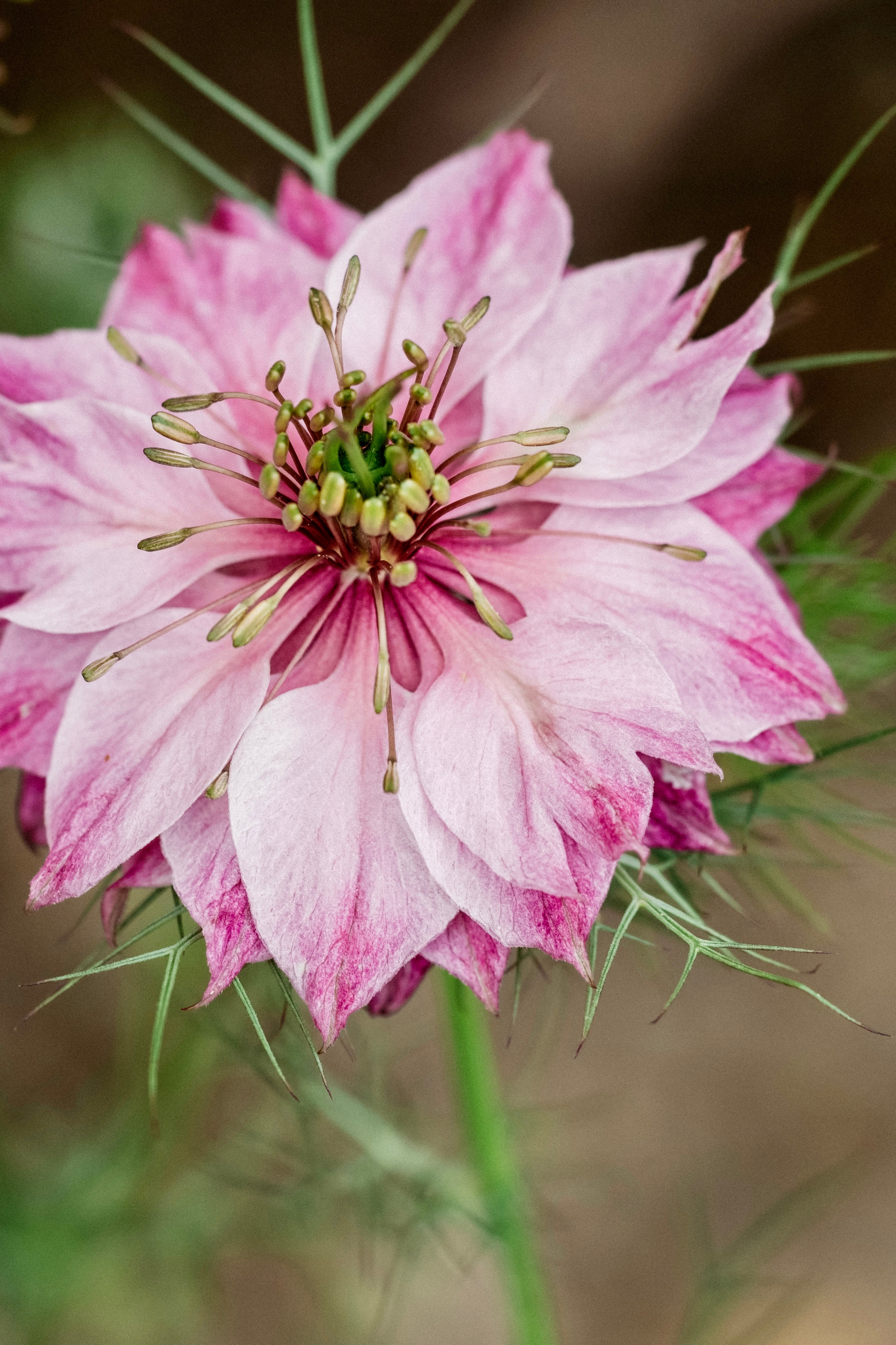 Nigella damascena 'miss jekyll rose'-Angelo