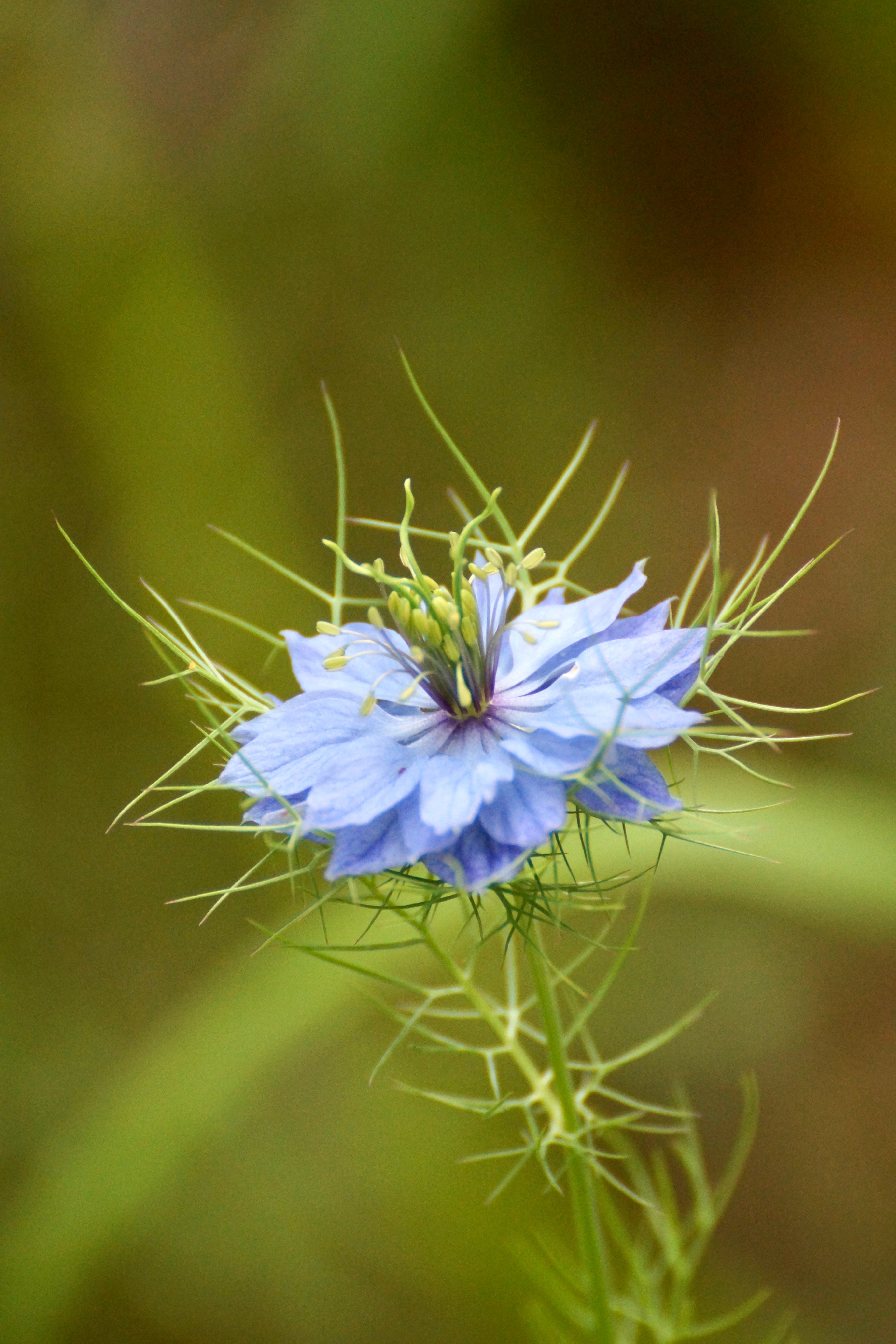 Nigella damascena 'miss jekyll skyblue'-Angelo