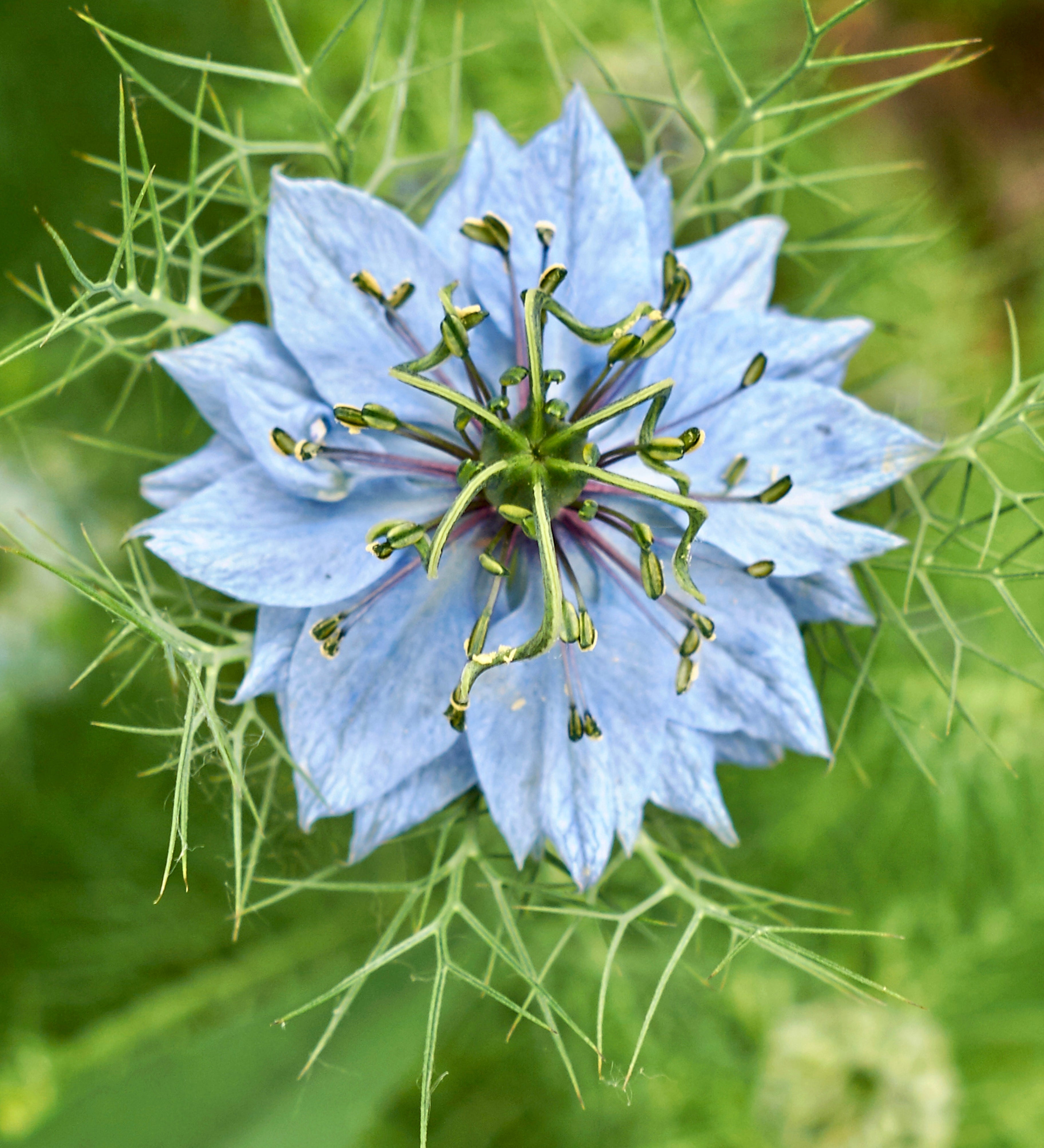 Nigella damascena 'miss jekyll skyblue'-Angelo