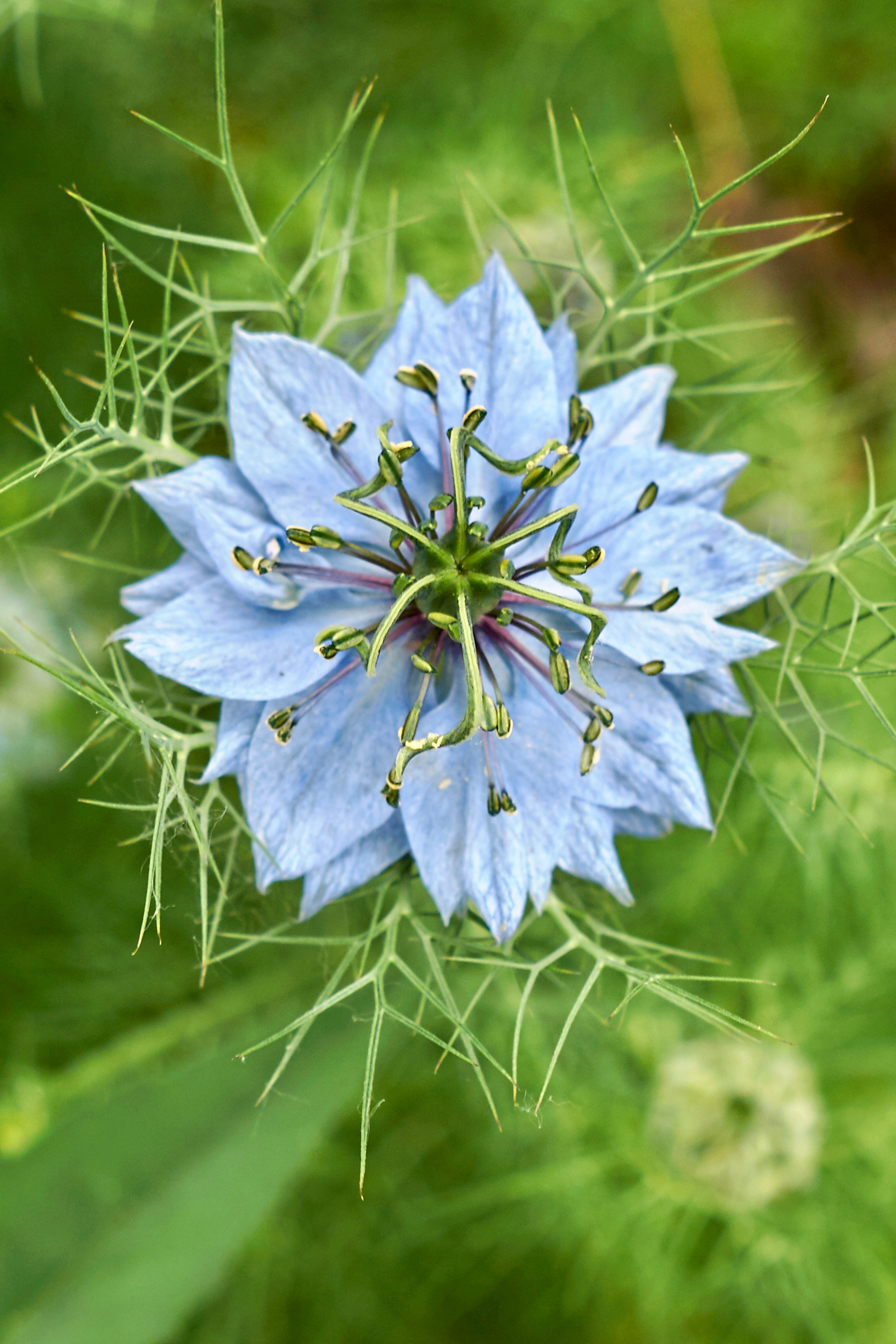 Nigella damascena 'miss jekyll skyblue'-Angelo