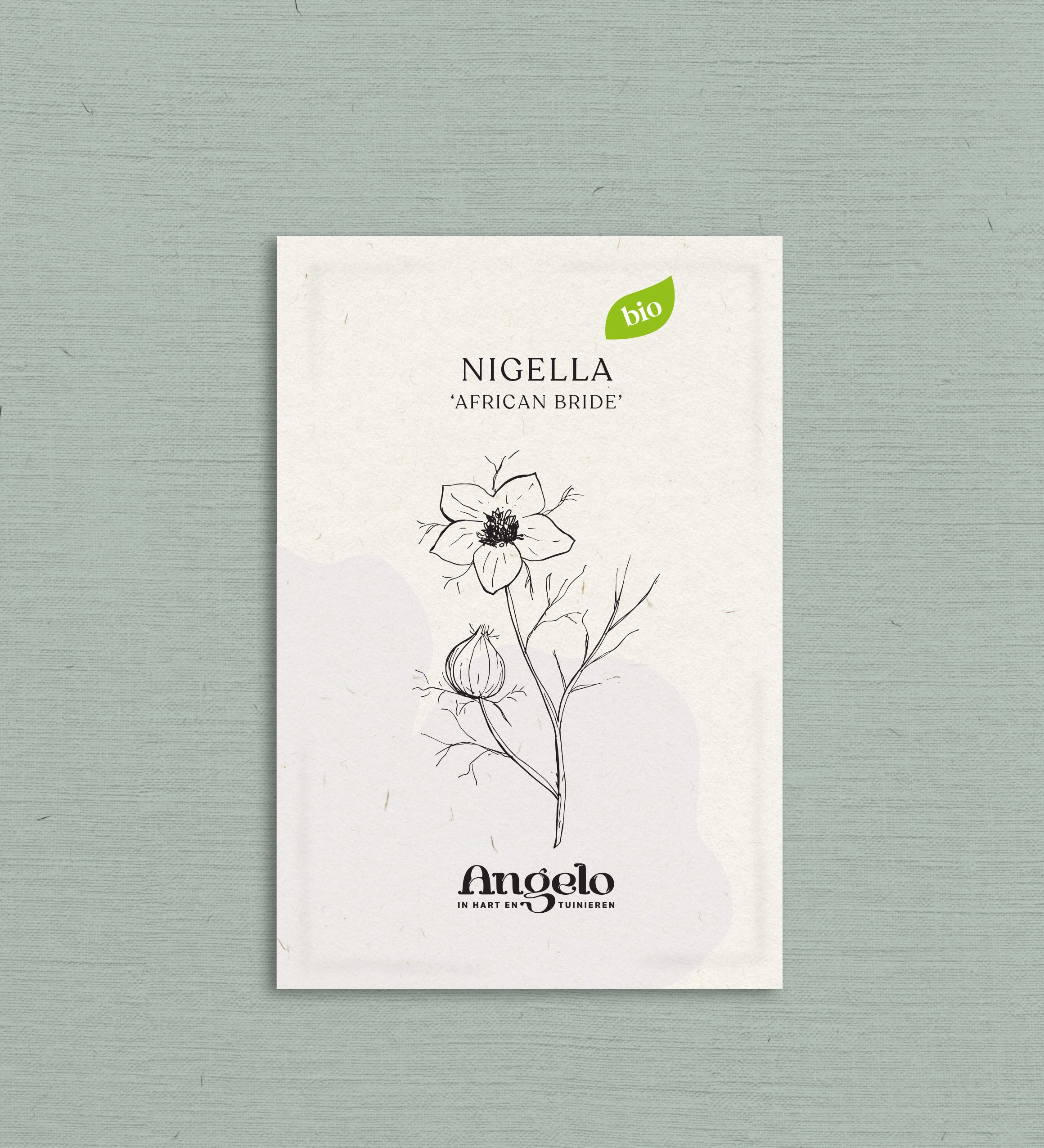 Nigella papillosa 'african bride'-Angelo