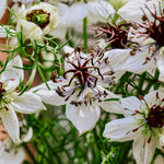 Nigella papillosa 'african bride'-Angelo