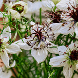 Nigella papillosa 'african bride'-Angelo