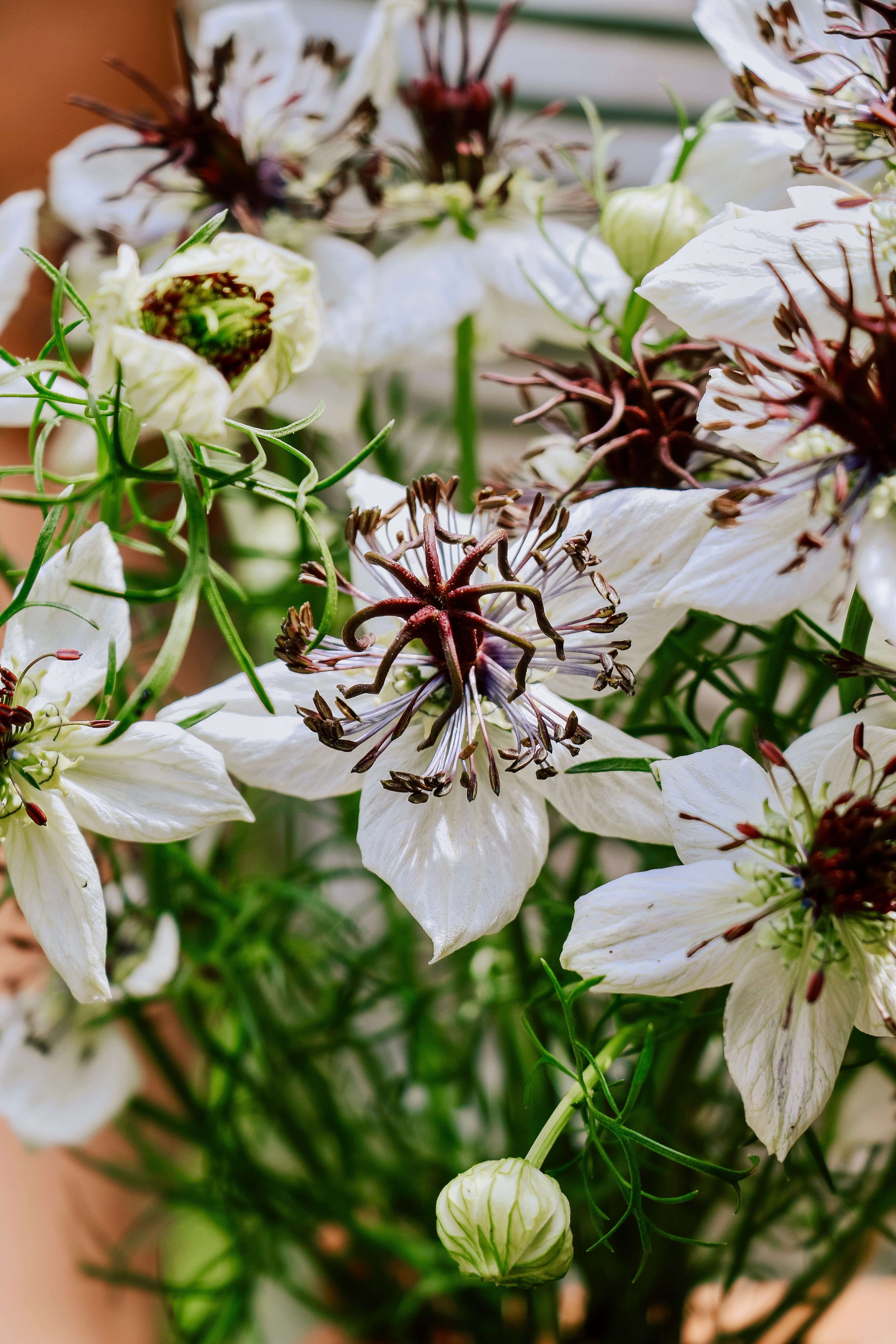 Nigella papillosa 'african bride'-Angelo