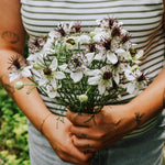 Nigella papillosa 'african bride'-Angelo