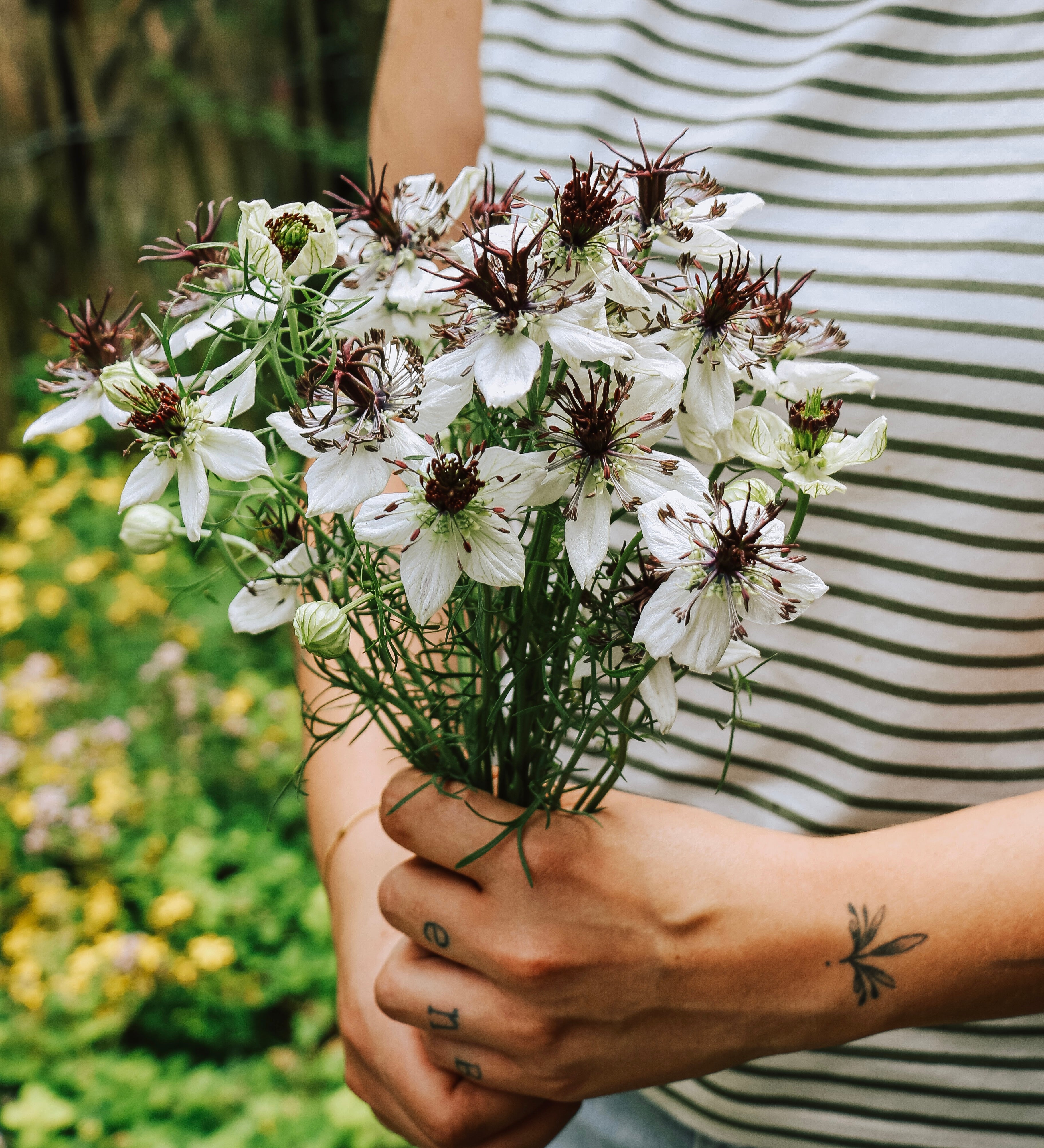 Nigella papillosa 'african bride'-Angelo