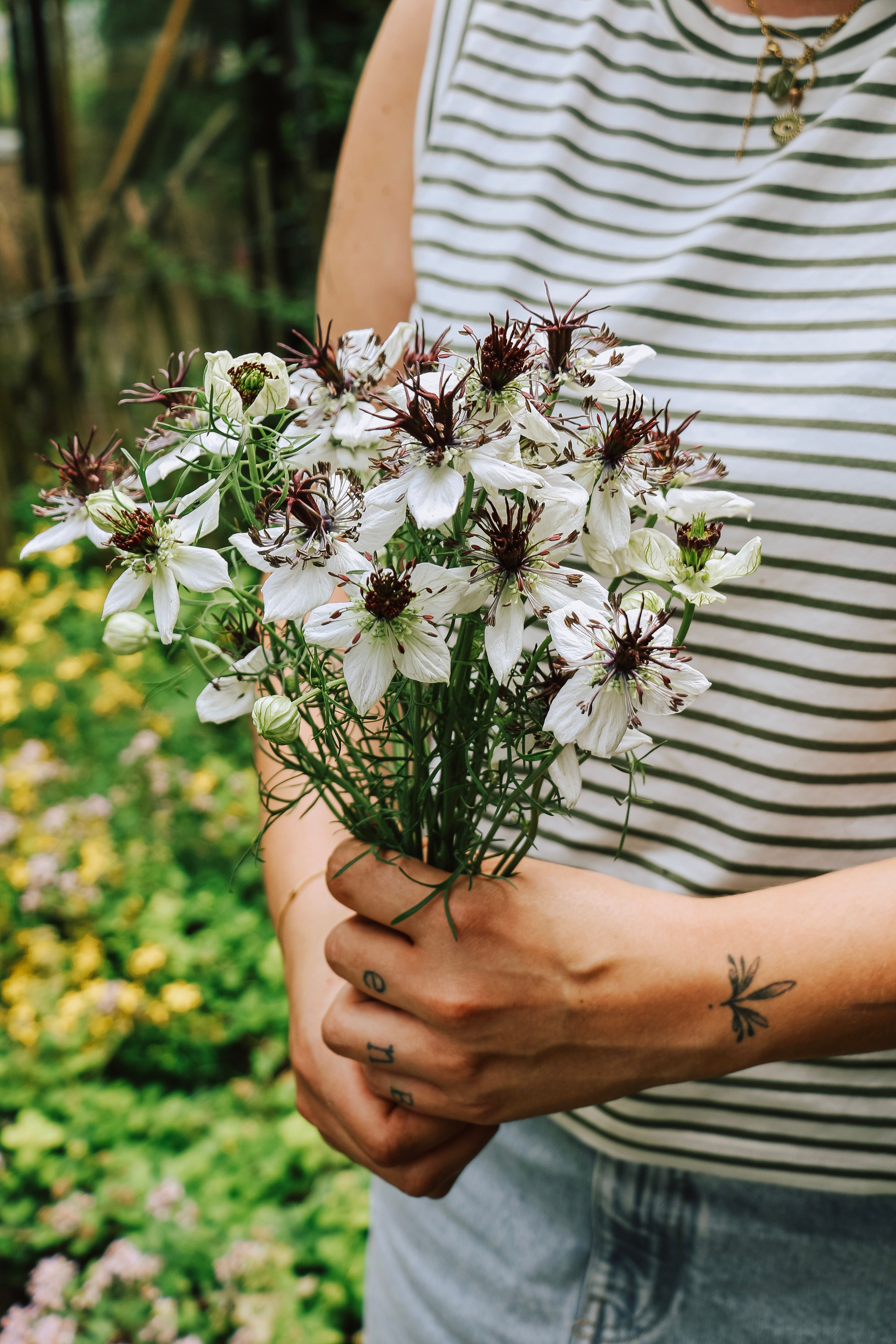 Nigella papillosa 'african bride'-Angelo
