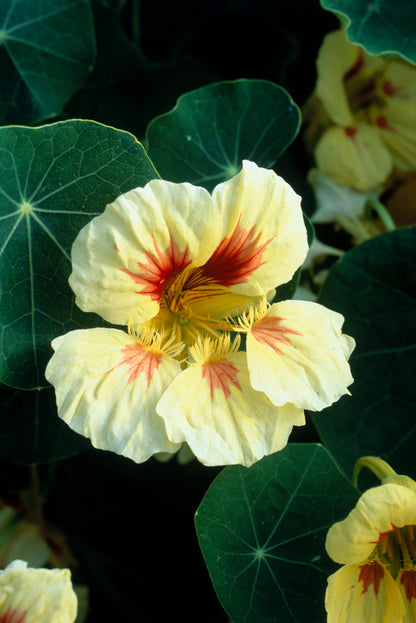 Tropaeolum majus &