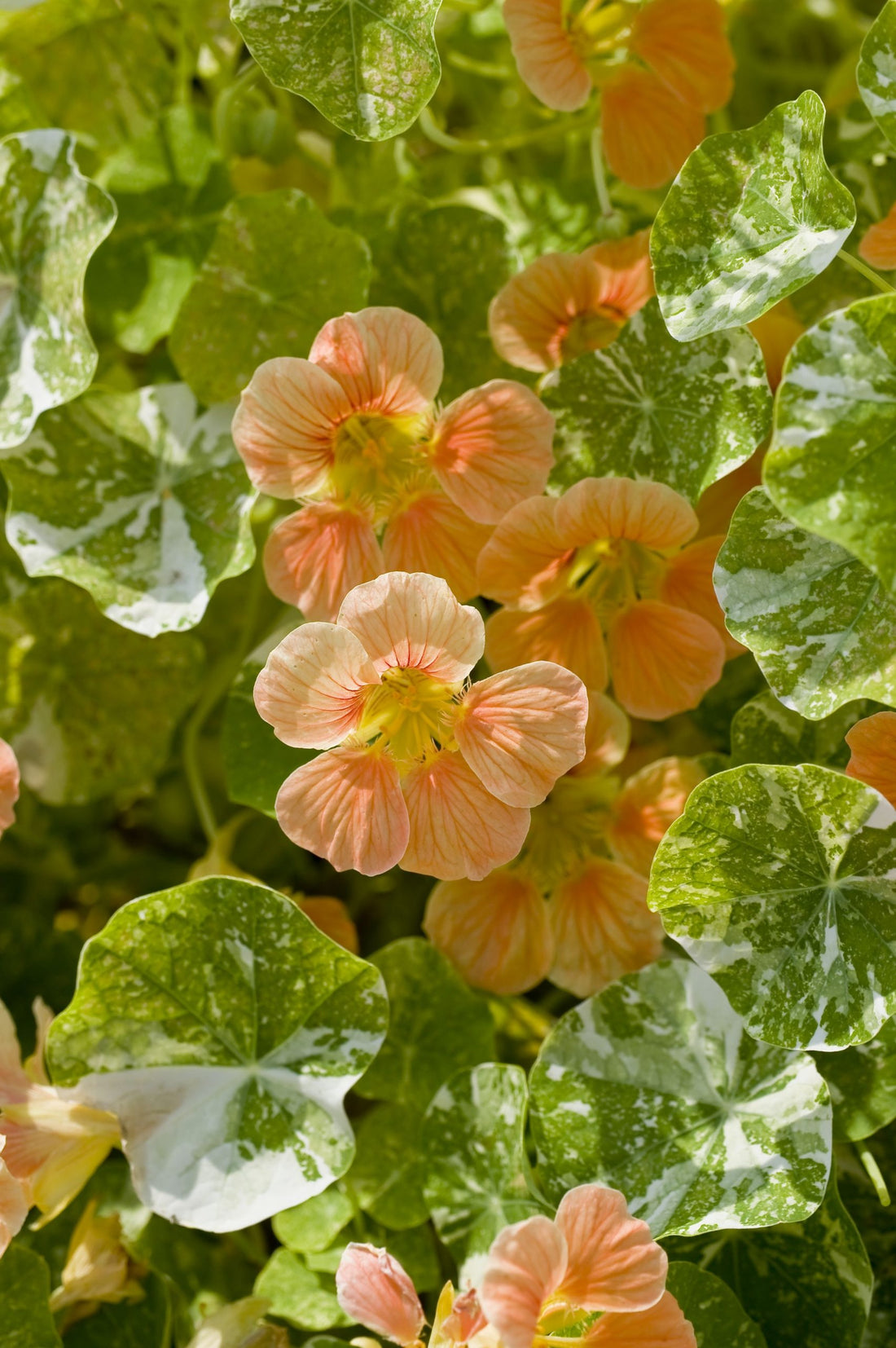 Tropaeolum minus &