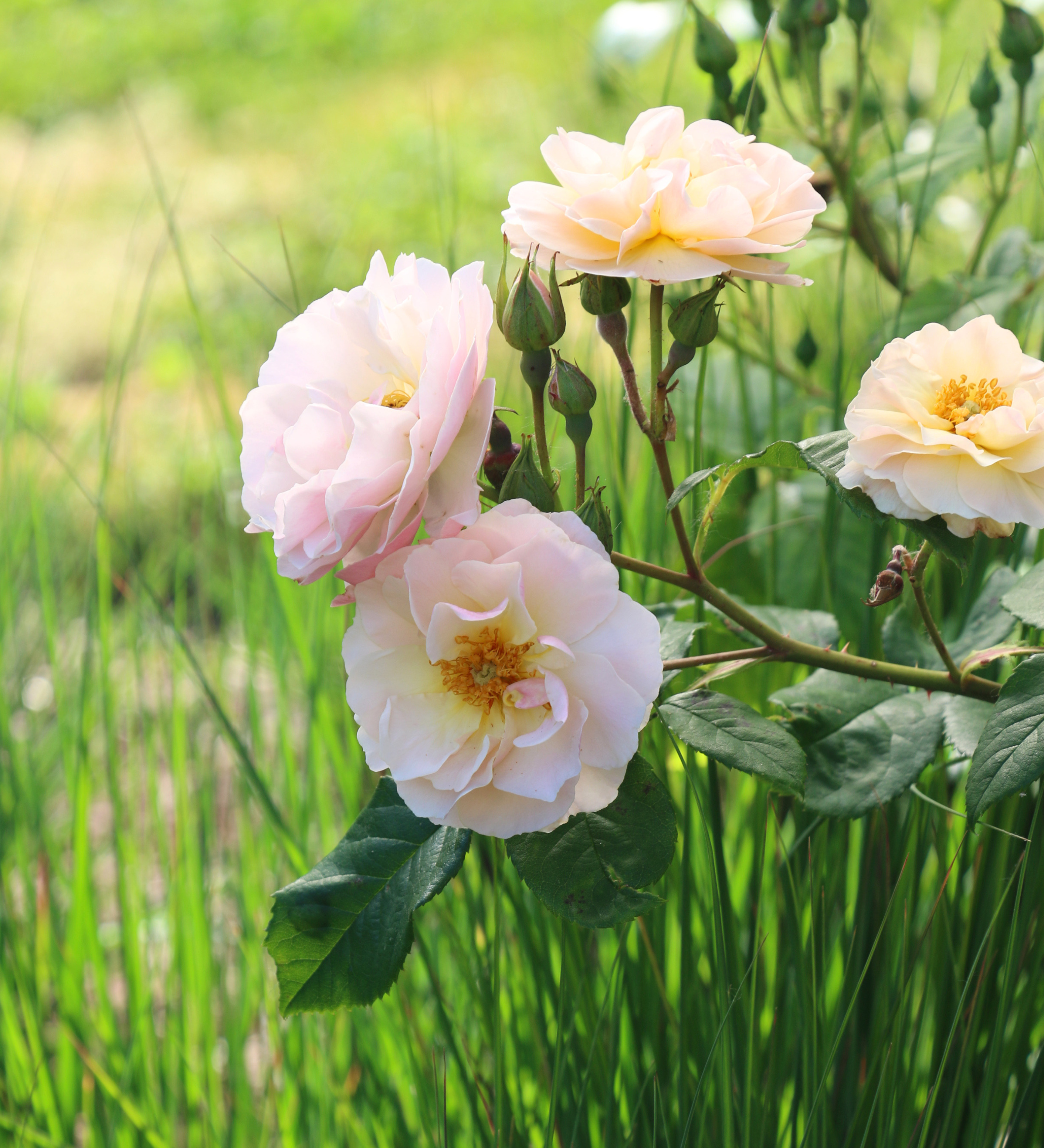 Ontdek onze rozen
