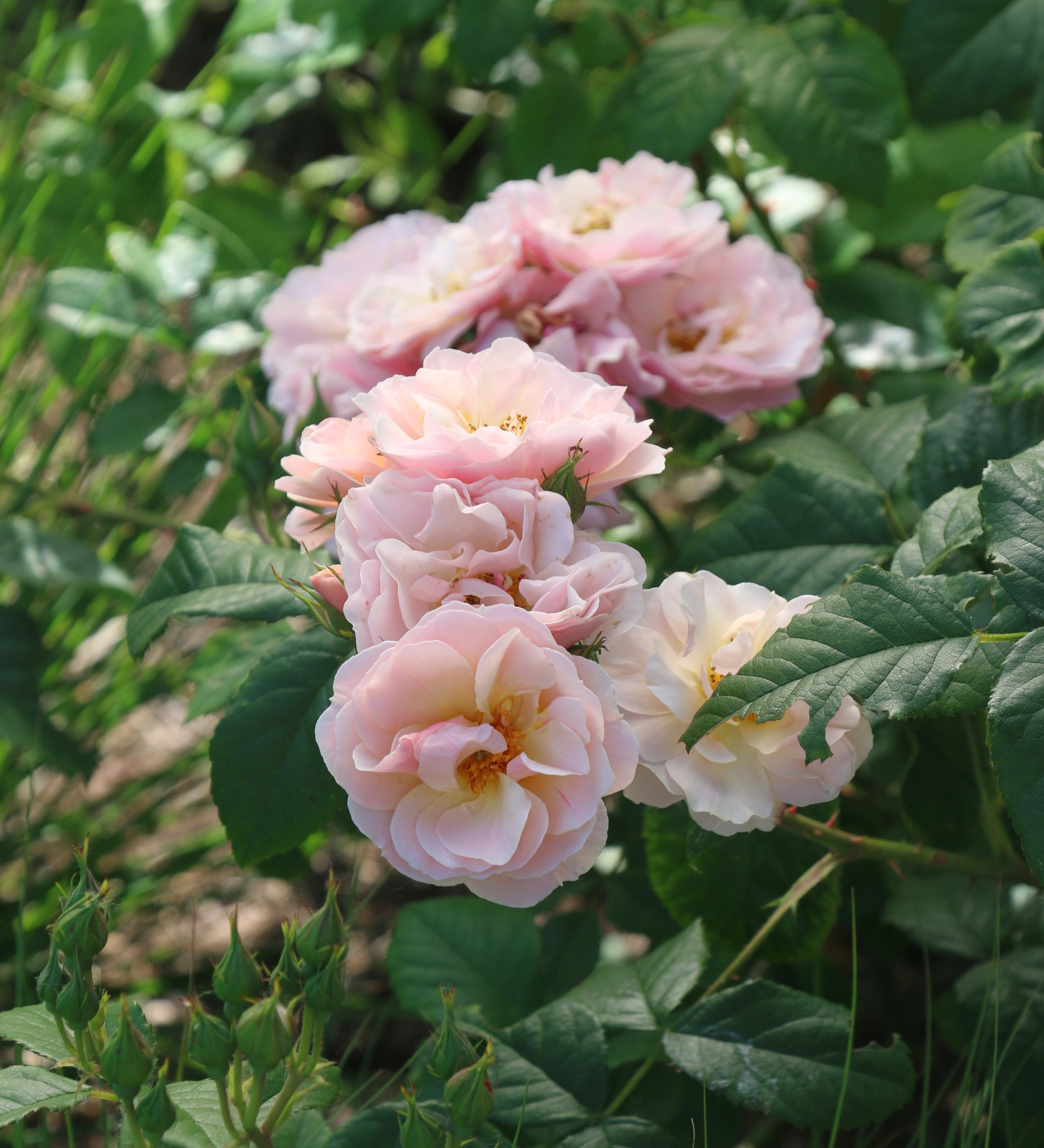 Ontdek onze rozen