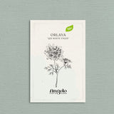 Orlaya grandiflora 'QIS White Finch'-Angelo