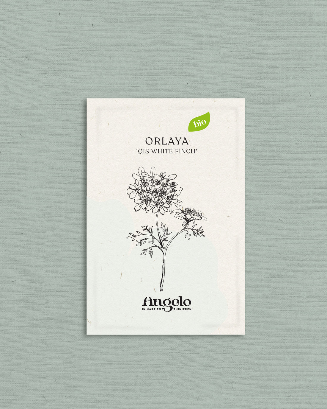 Orlaya grandiflora &