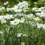 Orlaya grandiflora 'QIS White Finch'-Angelo
