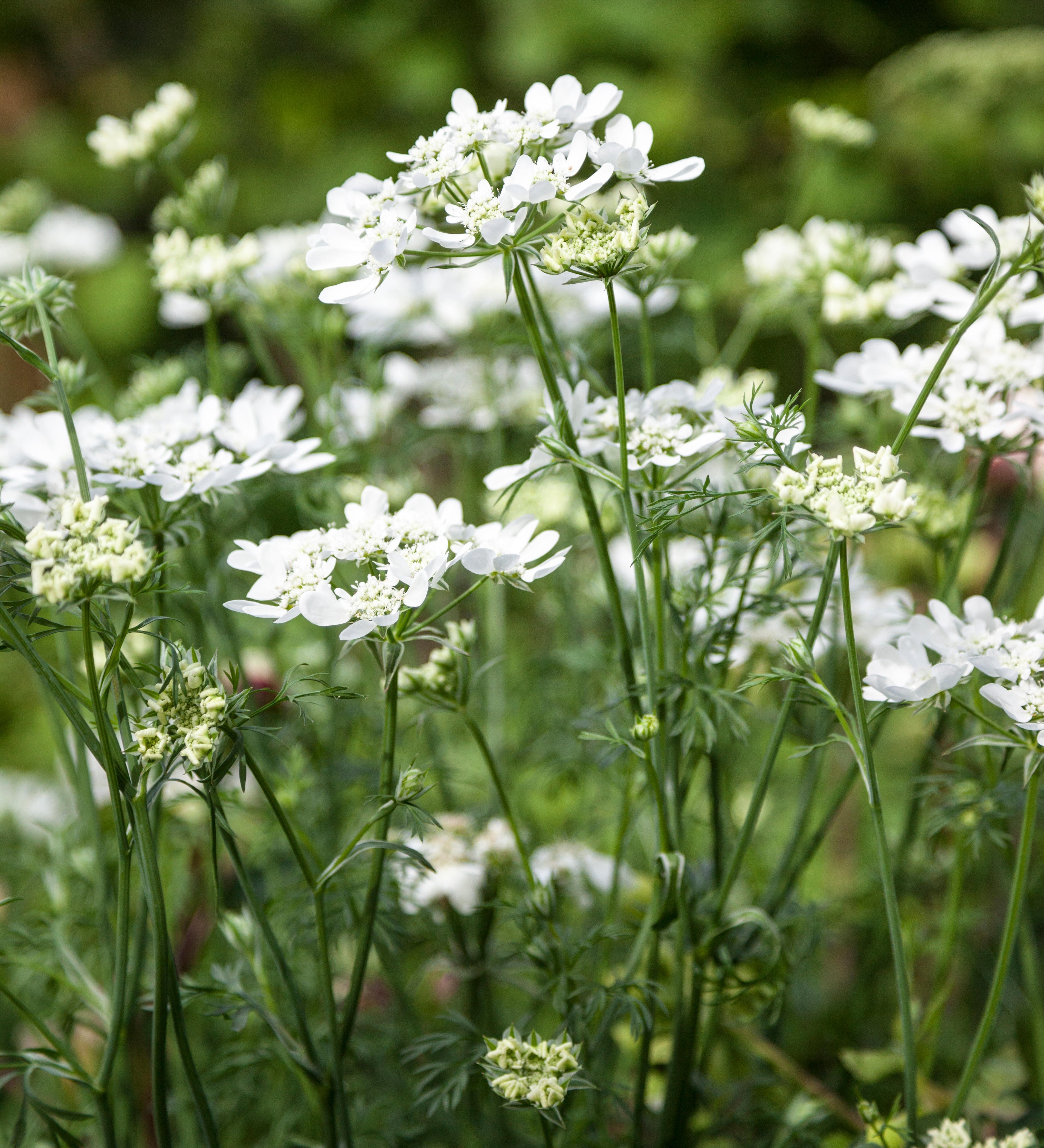 Orlaya grandiflora 'QIS White Finch'-Angelo