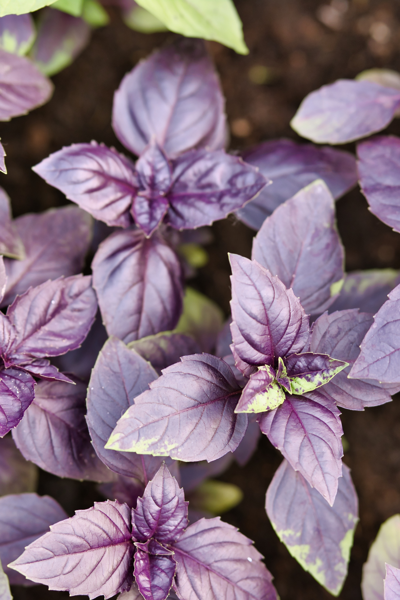 Purple basil