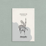 Panicum violaceum-Angelo