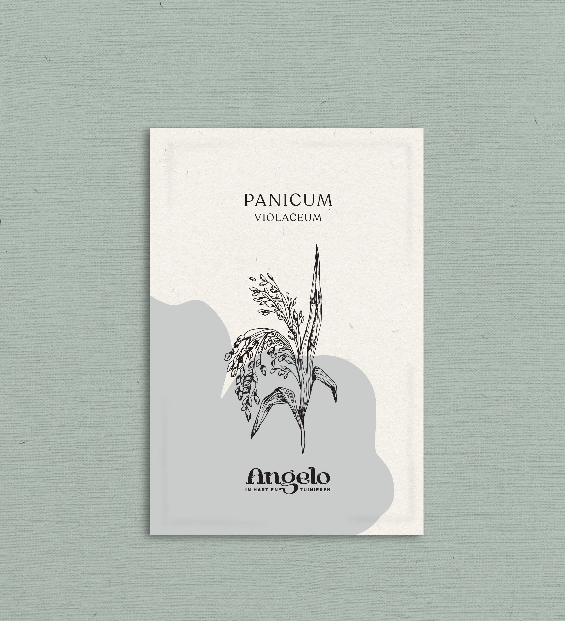 Panicum violaceum-Angelo