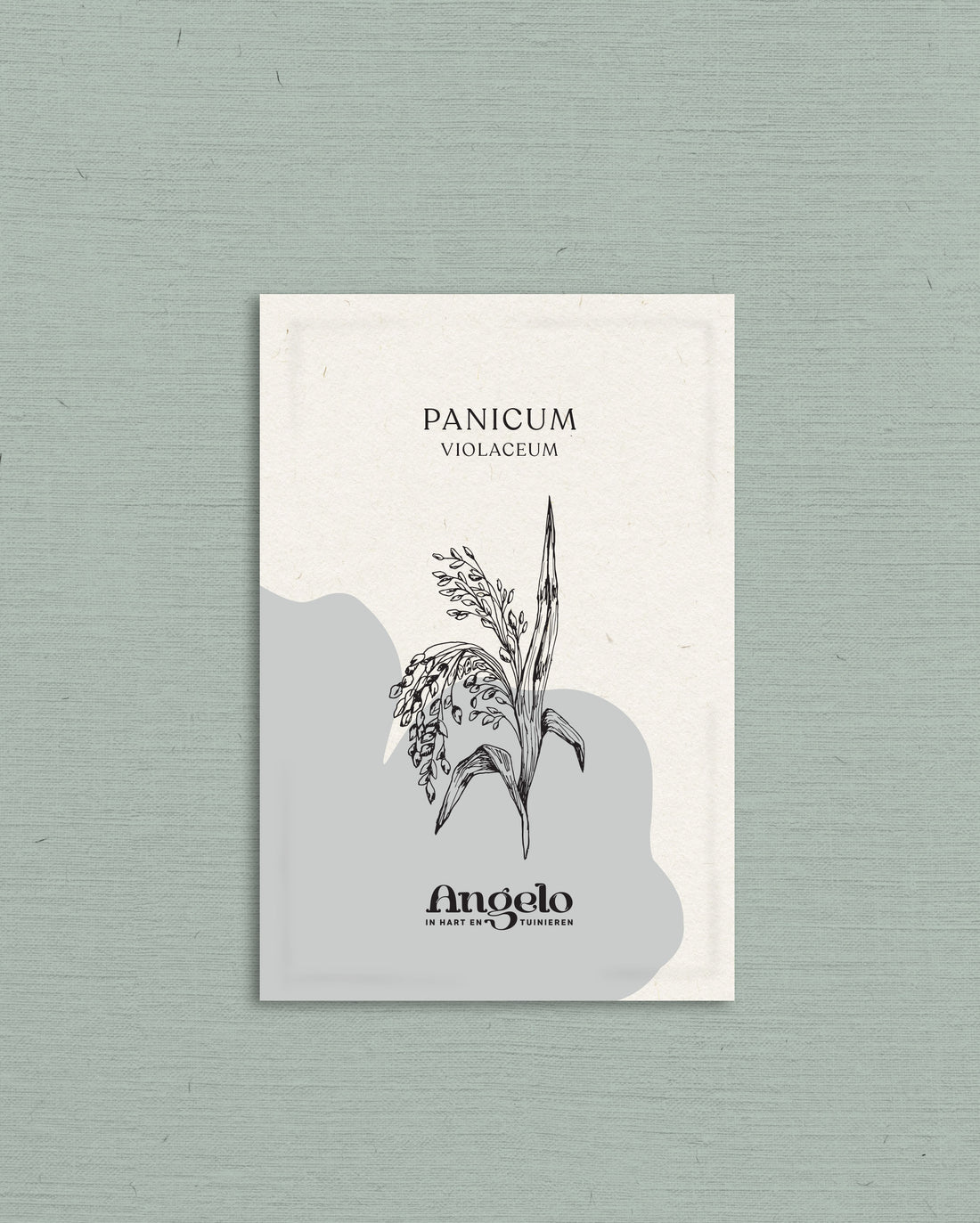 Panicum violaceum-Angelo