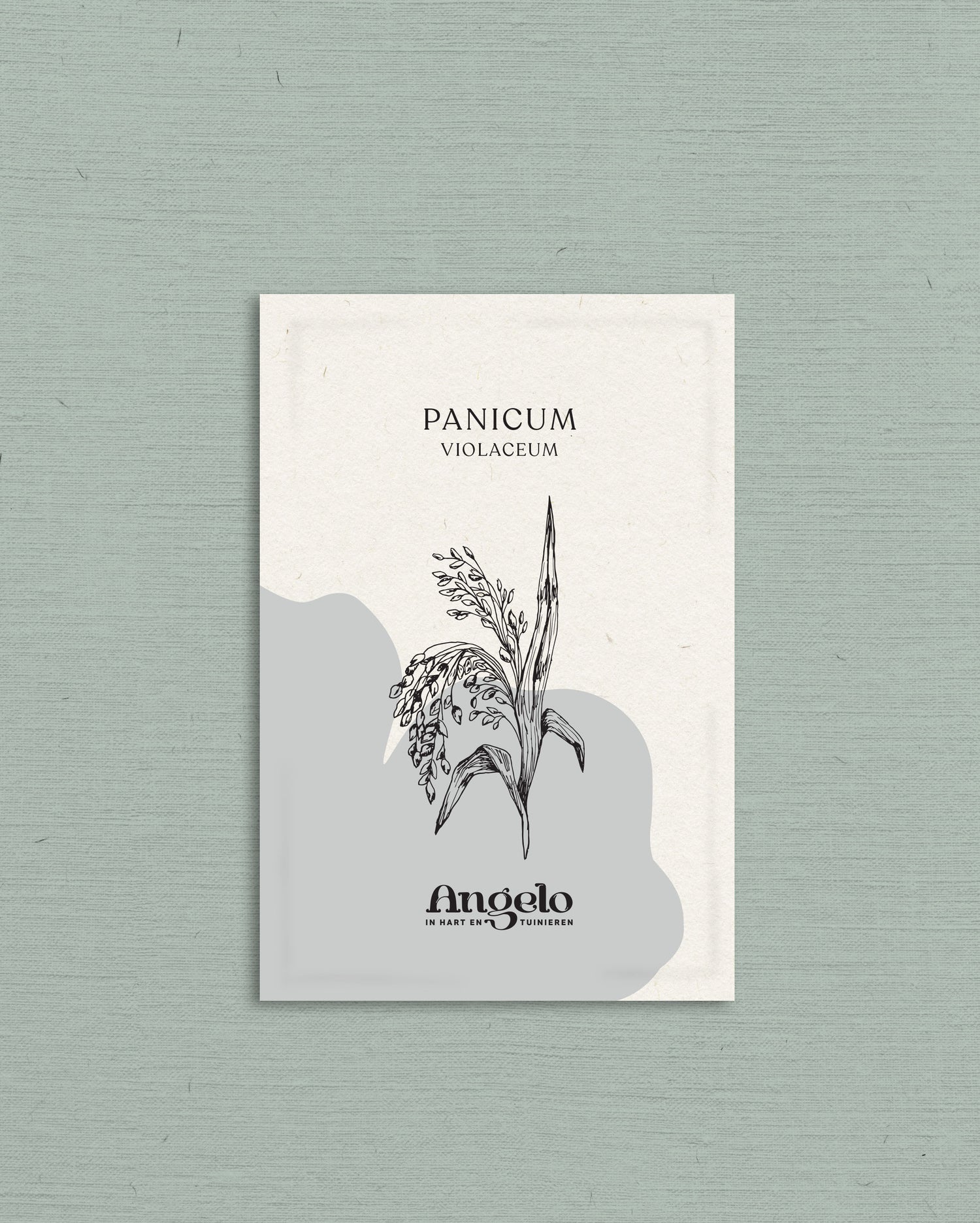 Panicum violaceum-Angelo