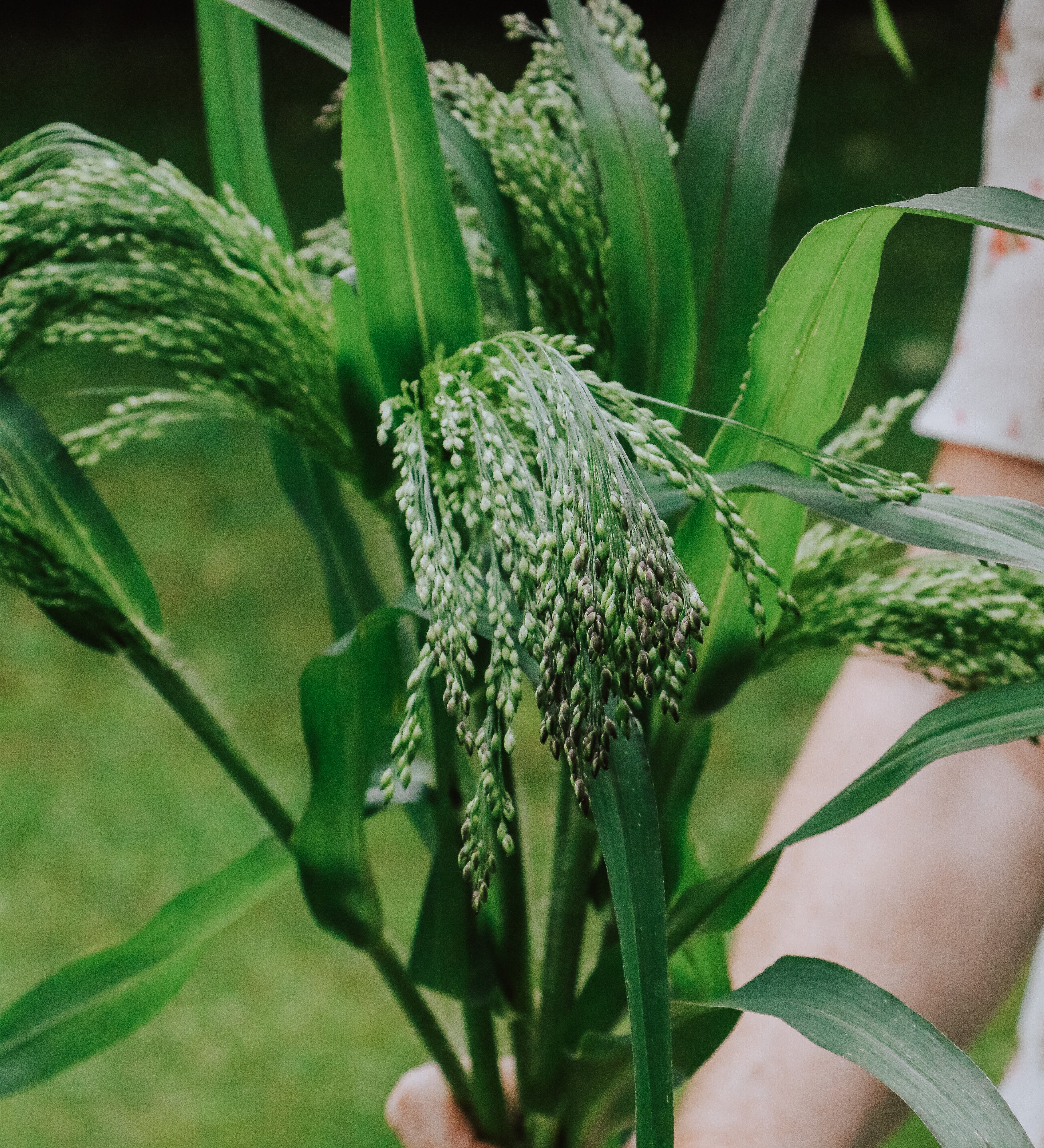 Panicum violaceum-Angelo