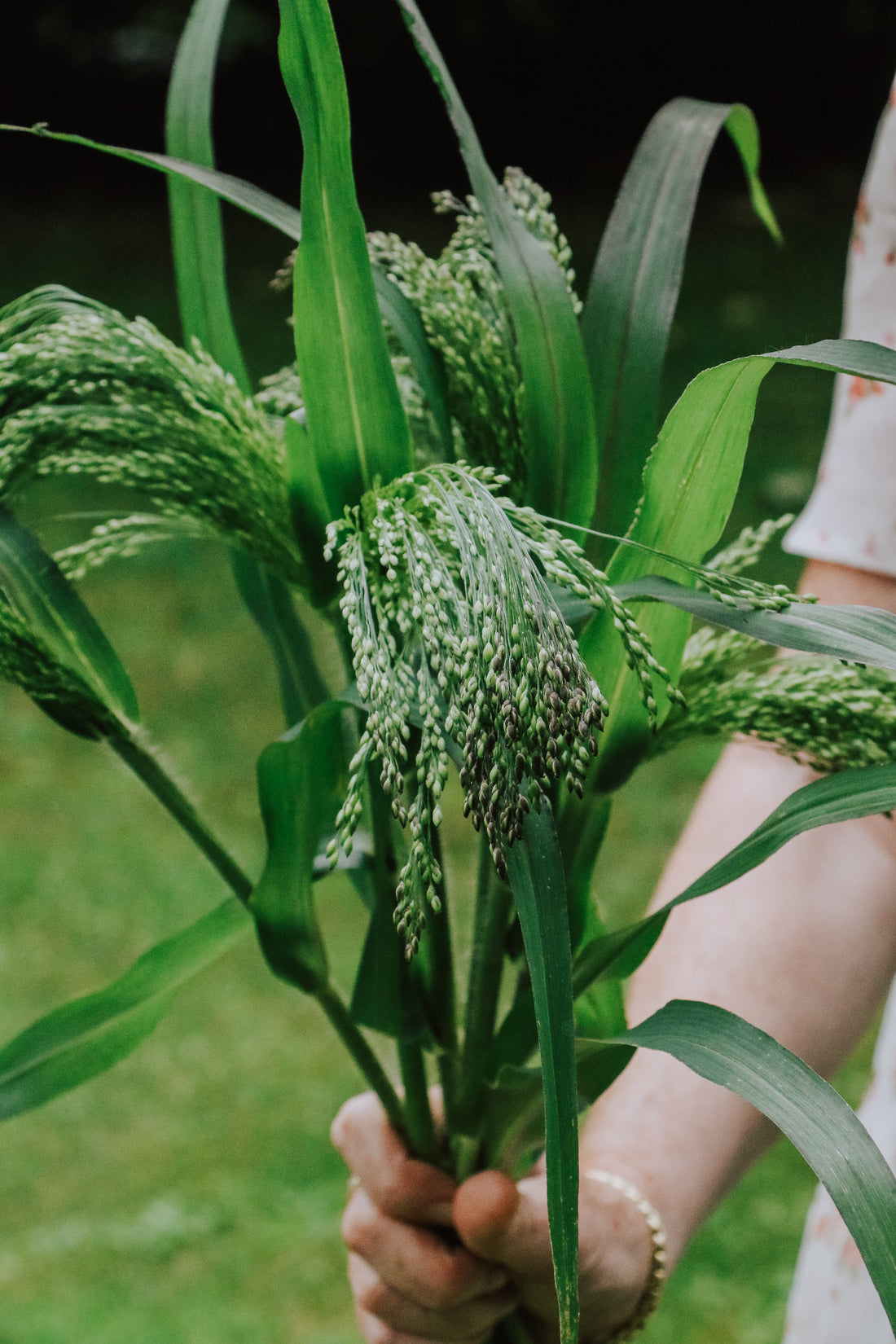 Panicum violaceum-Angelo
