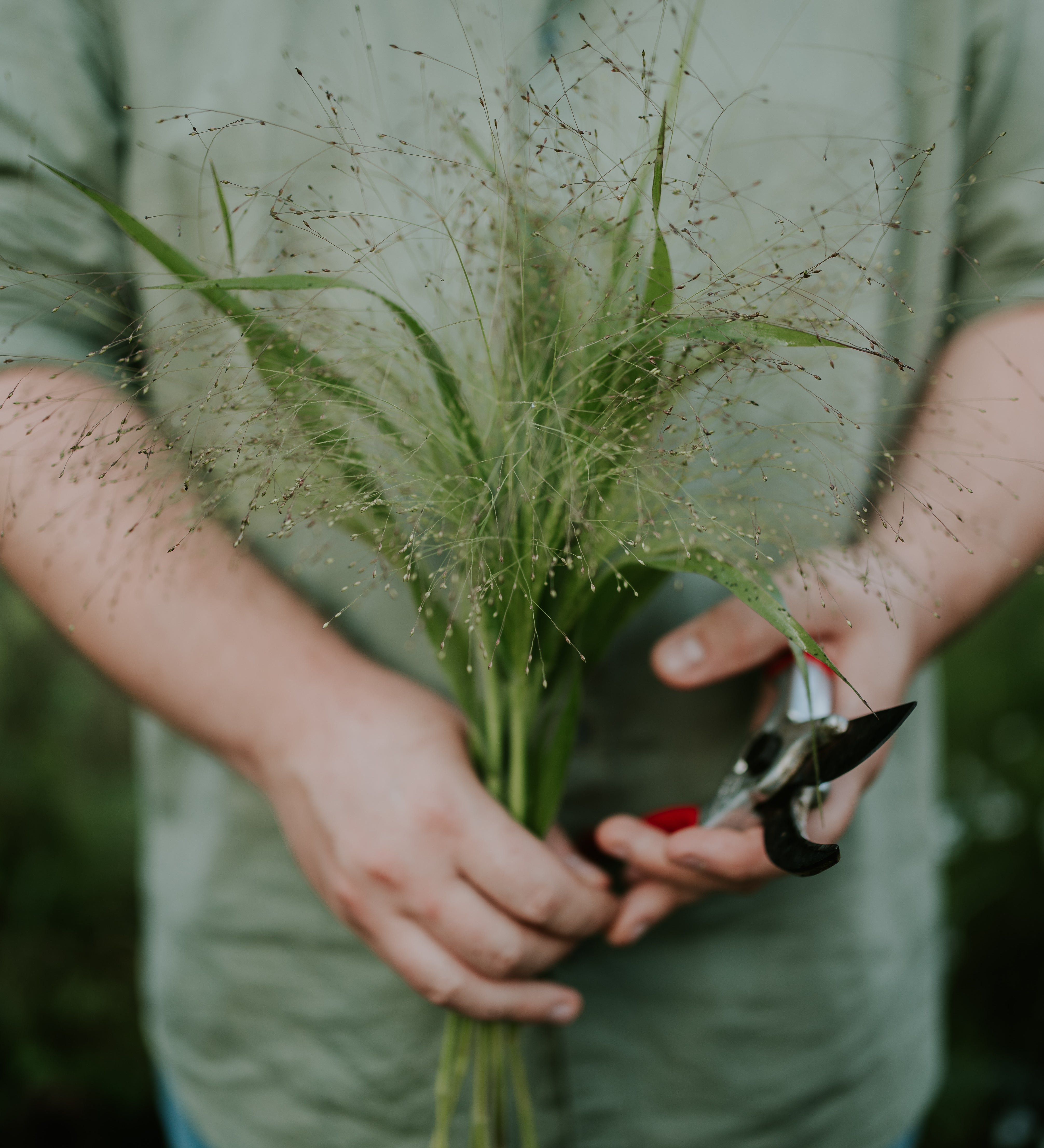 Panicum virgatum 'fontaine'-Angelo