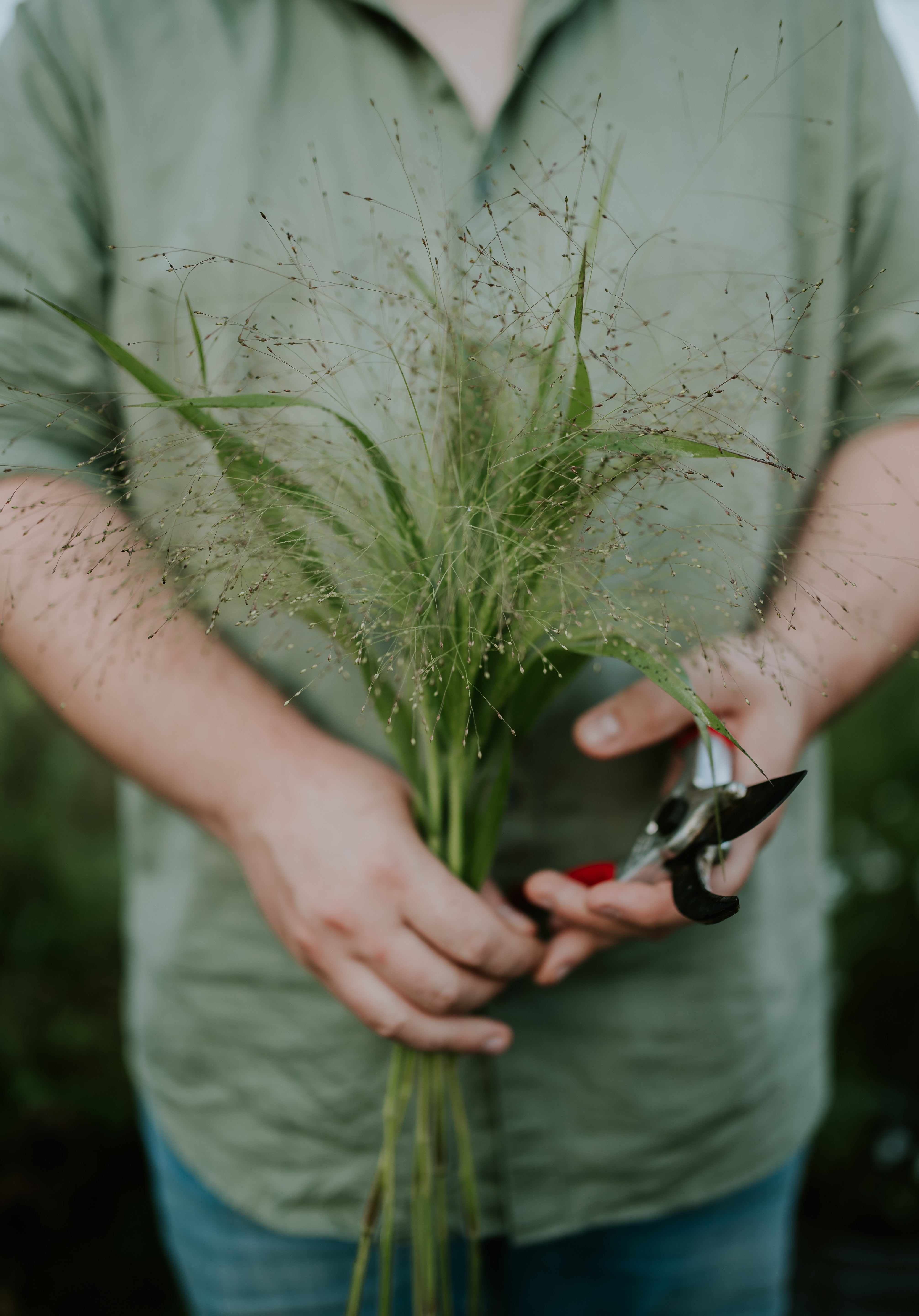 Panicum virgatum 'fontaine'-Angelo