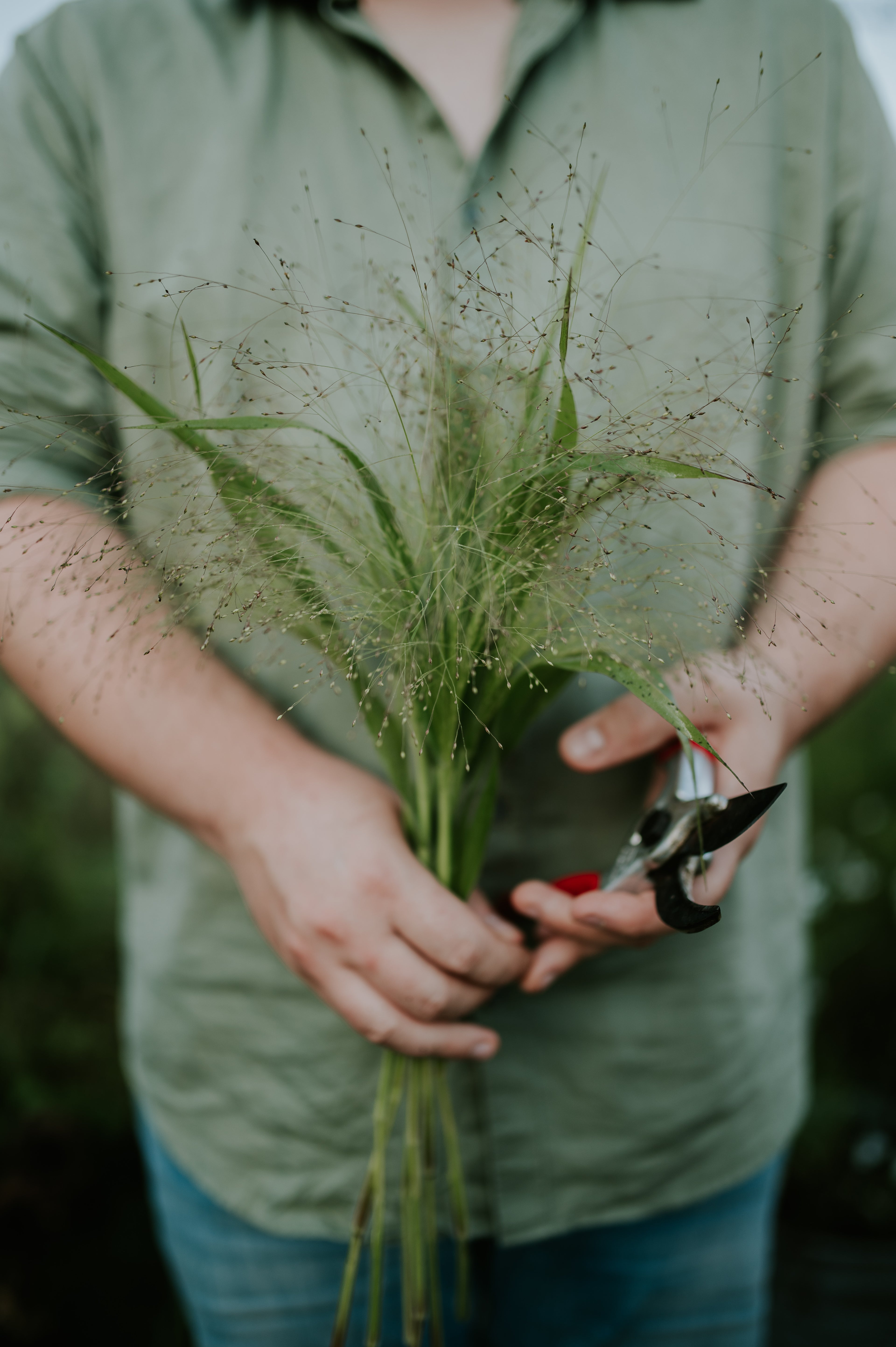 Panicum virgatum &