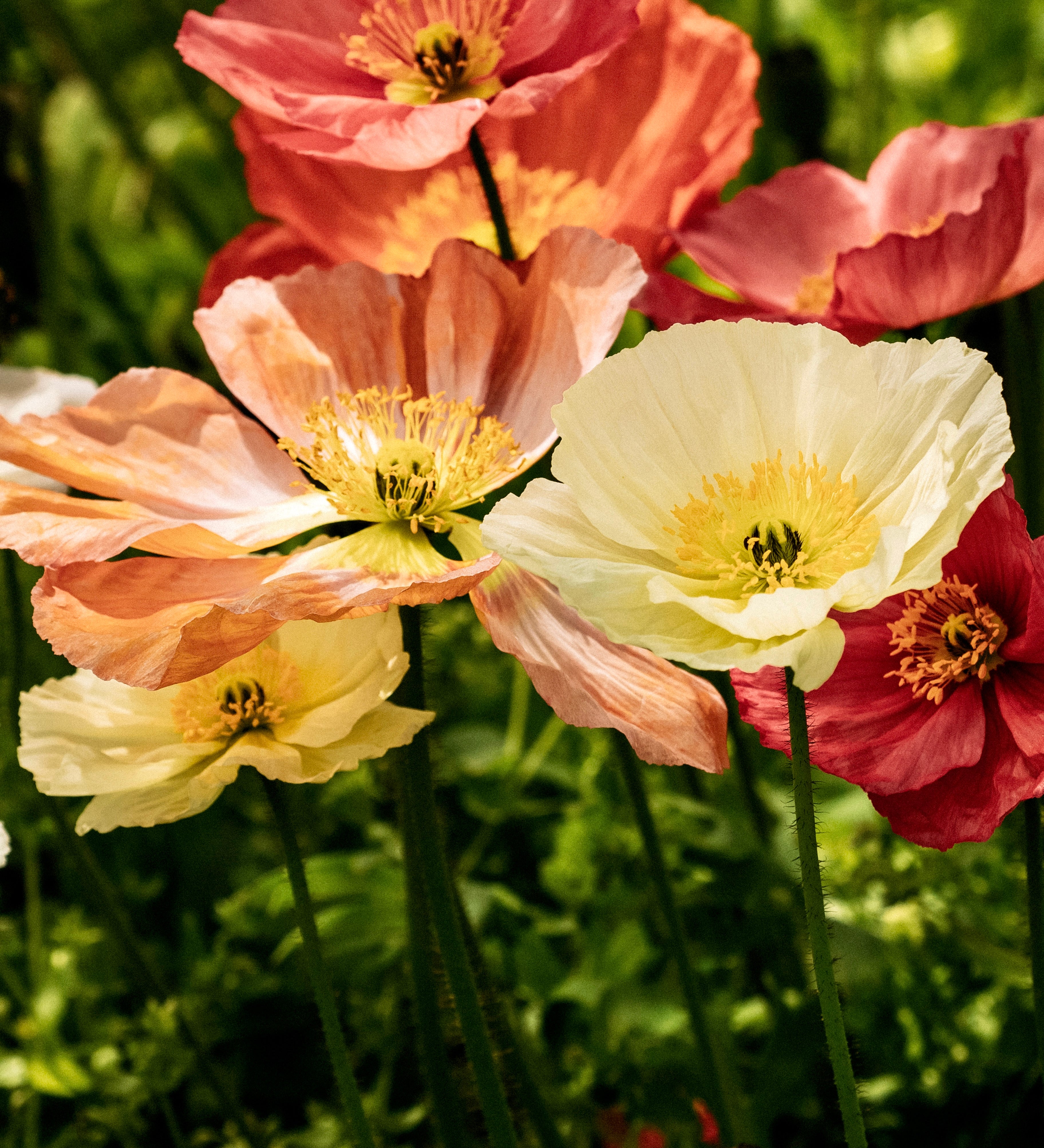 Papaver nudicaule 'spring fever mix'-Angelo
